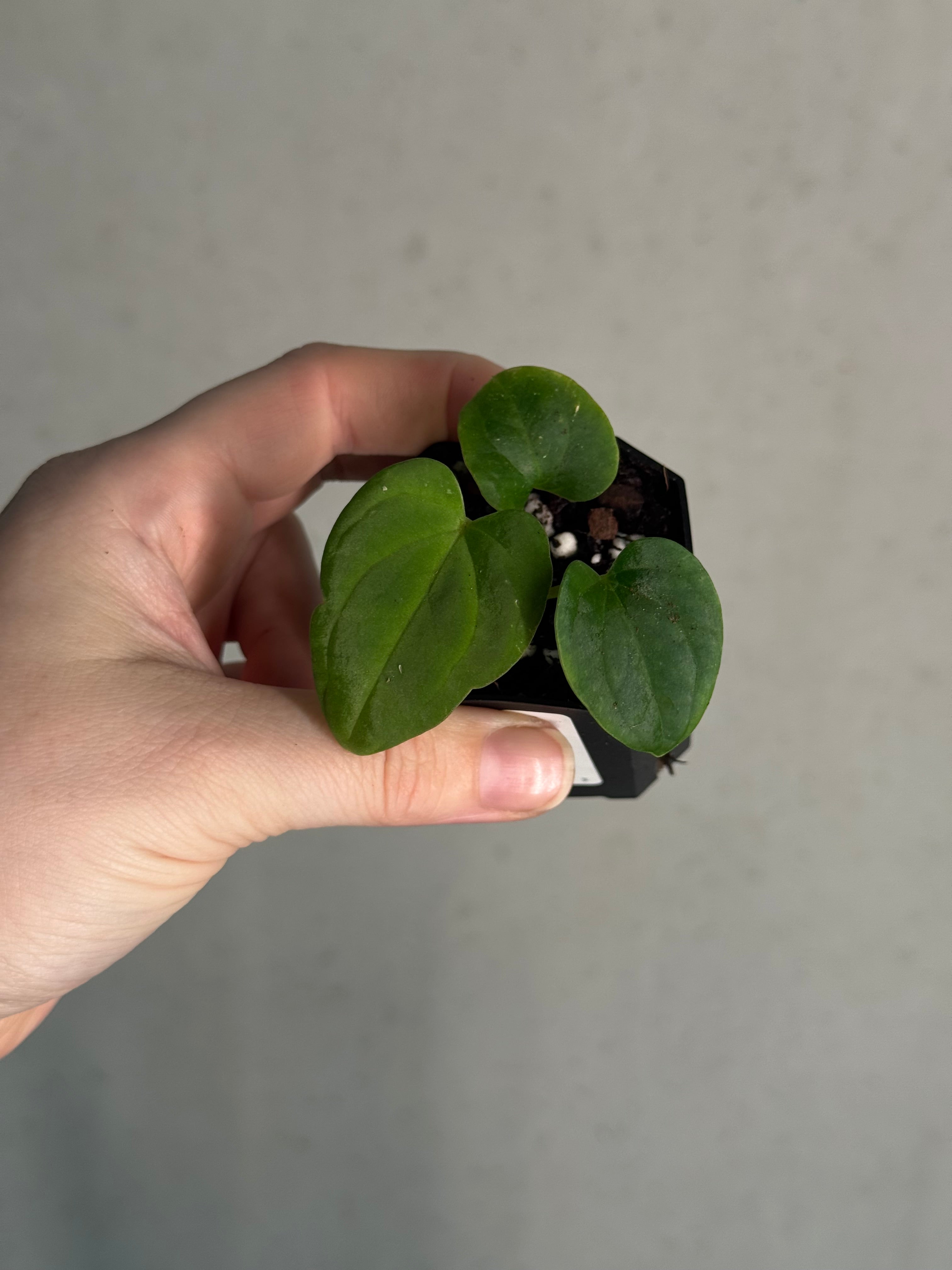 Anthurium BVEP ('Round' x RA1) x Kunayalense CC1
