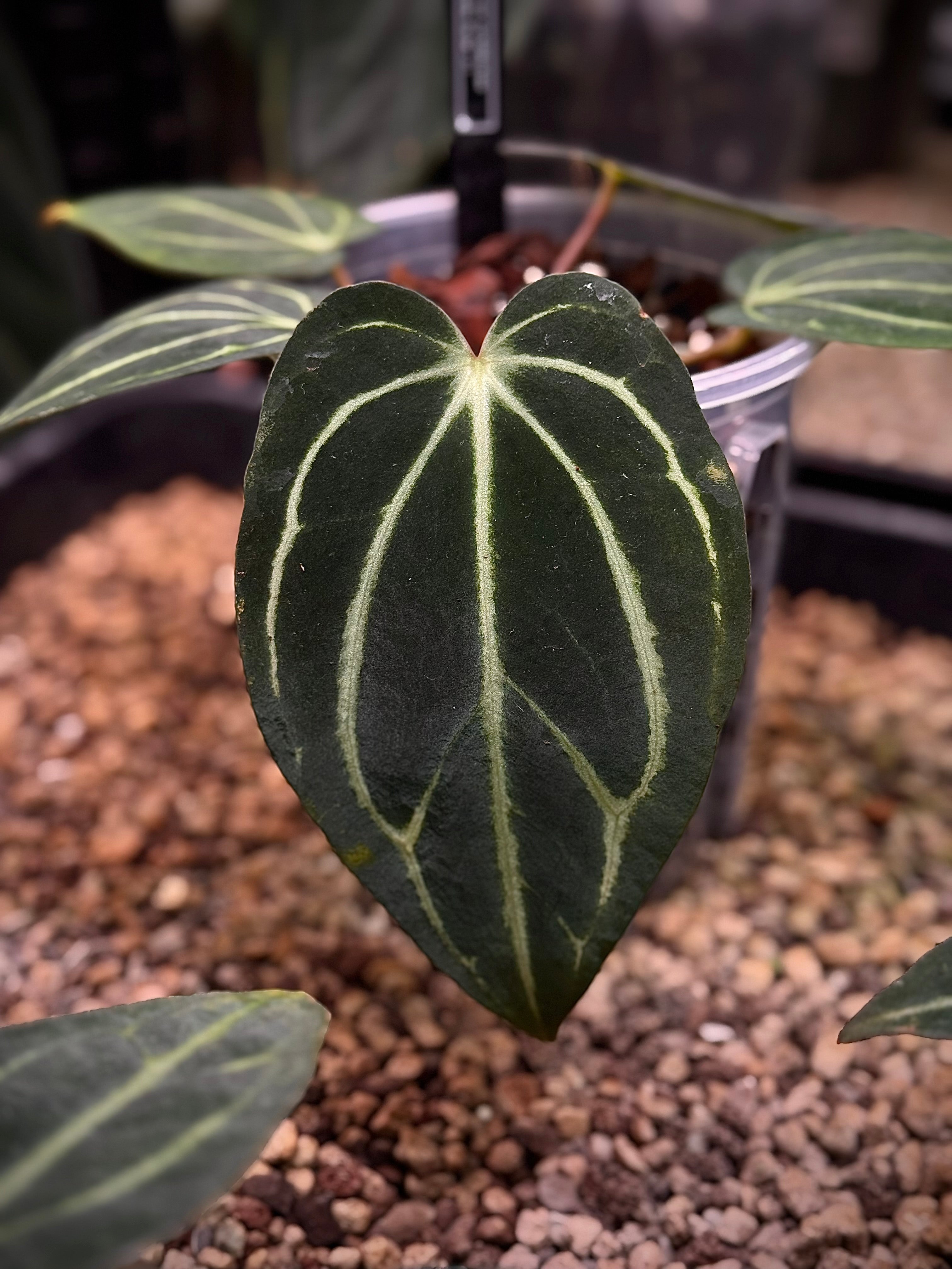 NFS: Anthurium Carlablackiae 'Peter Parker' (RA5 x RA10) S1