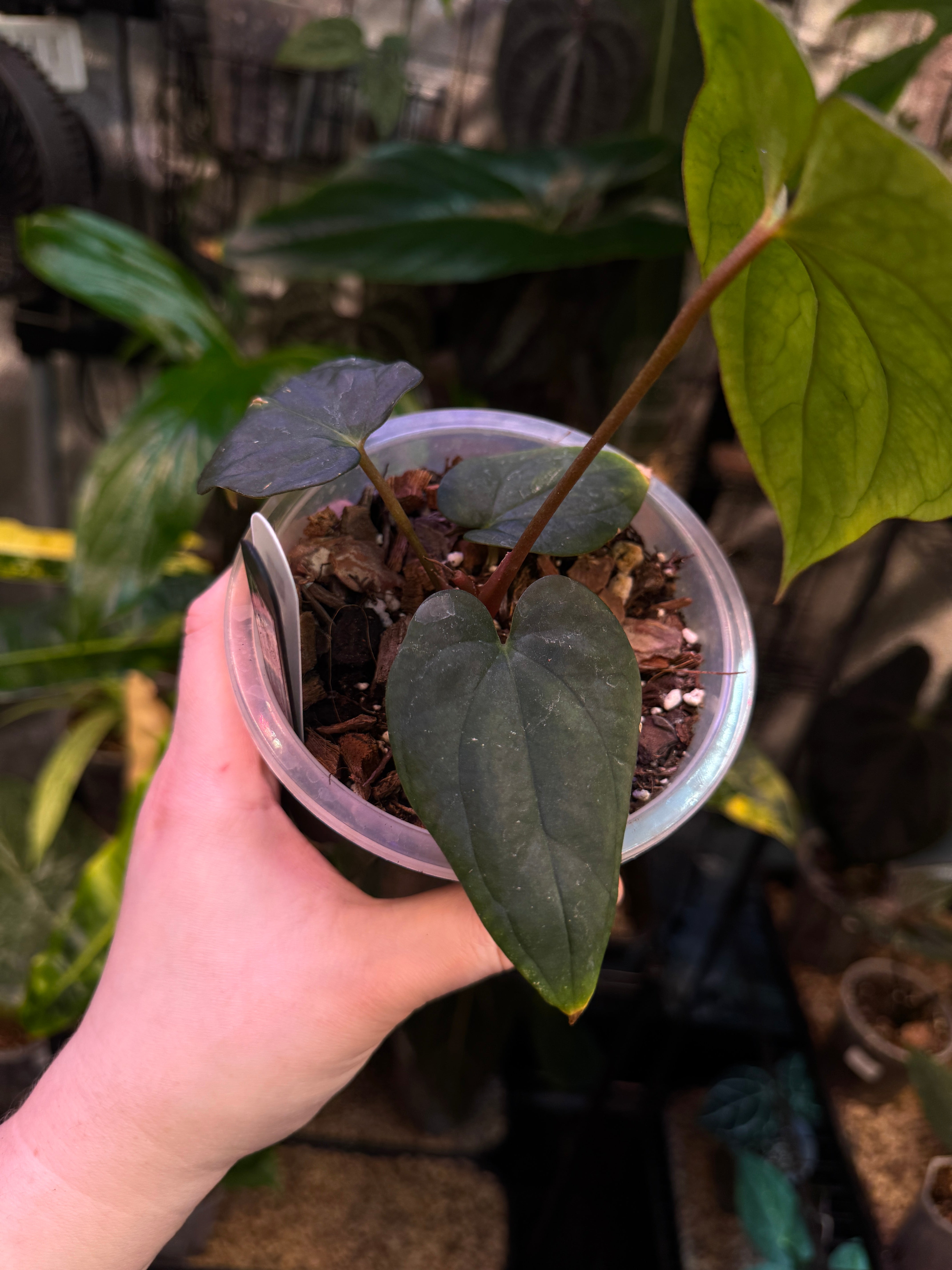 Anthurium Antolakii / BVEP (Round x Felix) x Felix