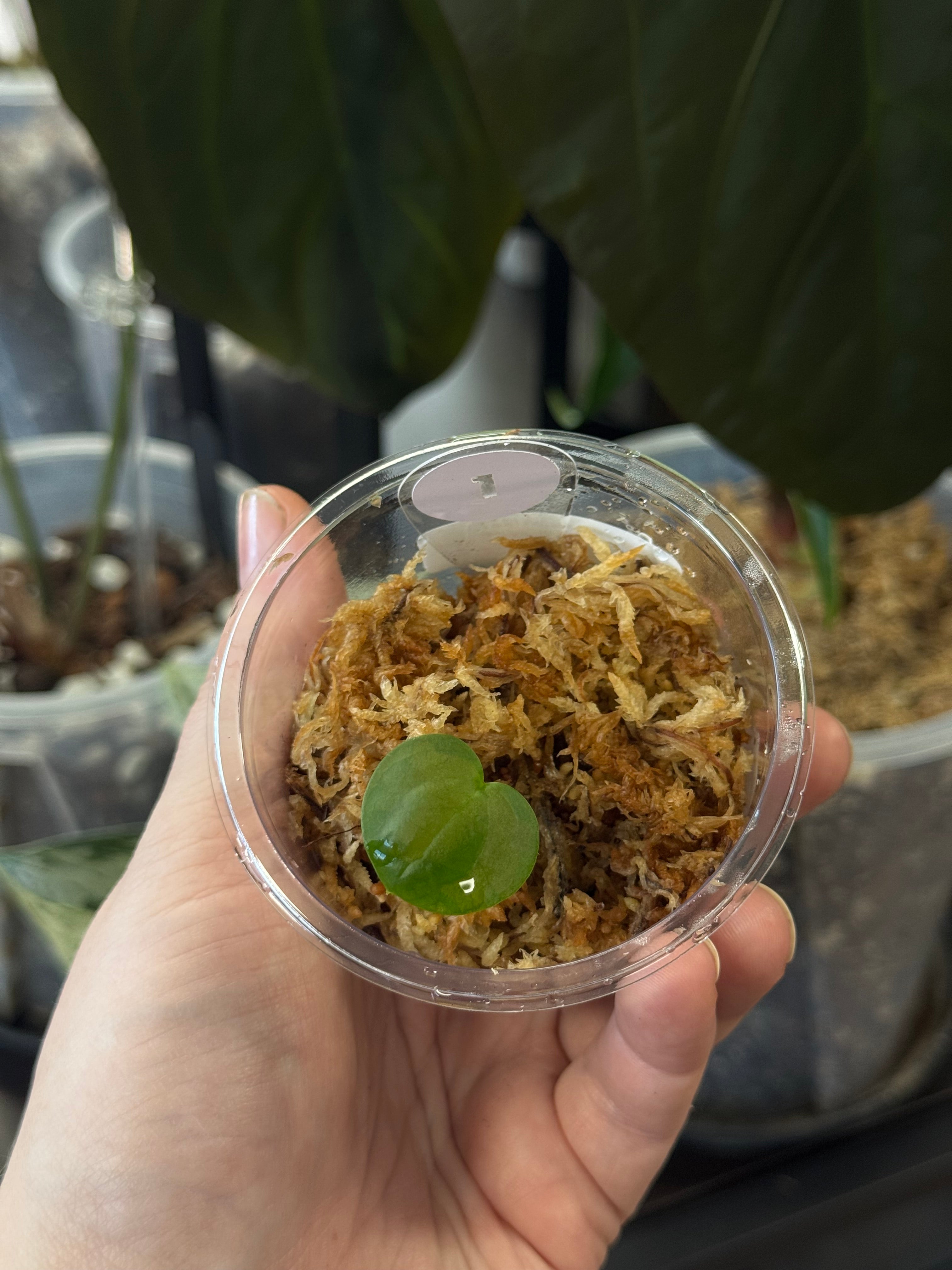 Anthurium Ace of Spades Dark Form x (Zara x Michelle) 'Selected' - Pre-order