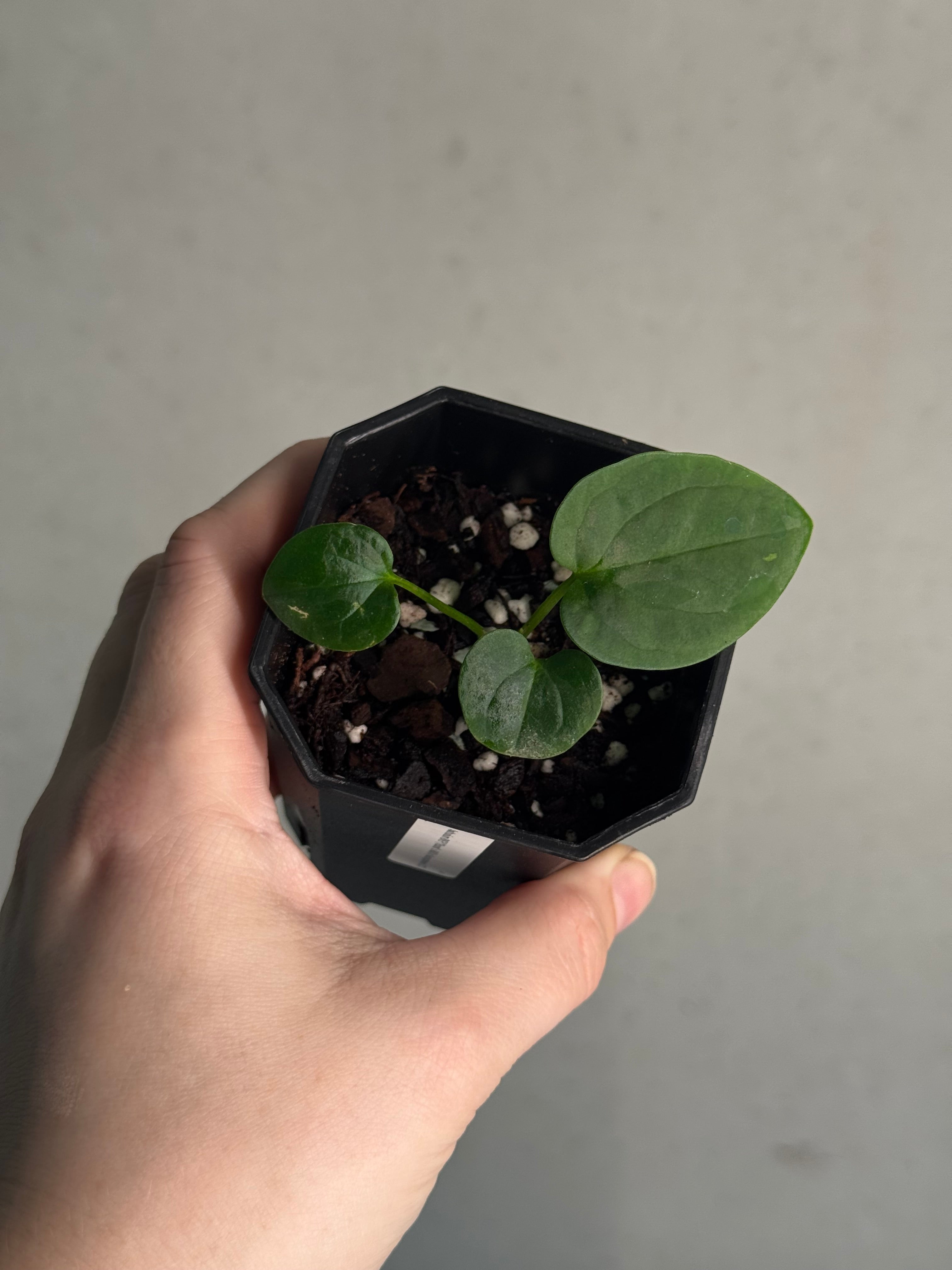 Anthurium BVEP ('Round' x RA1) x Kunayalense CC1
