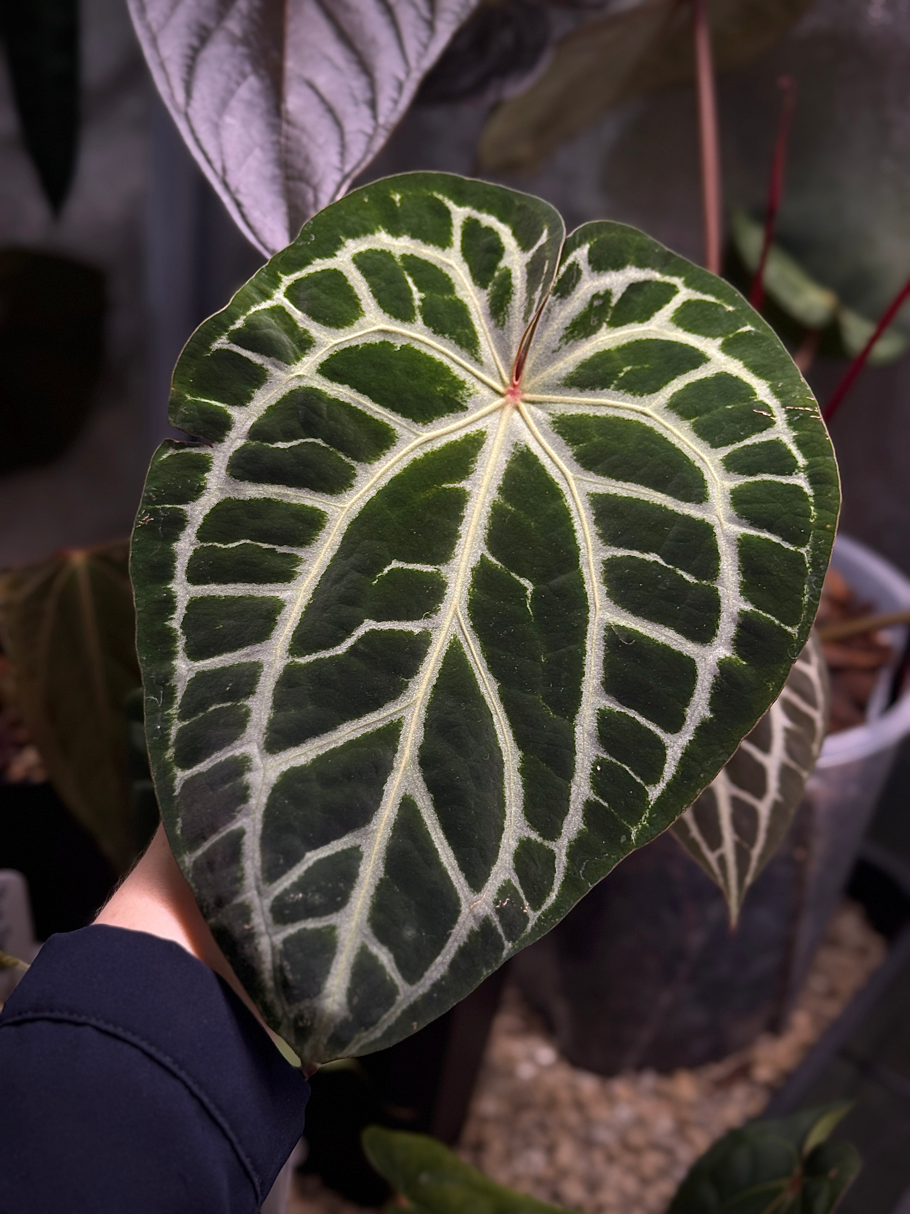 Anthurium Minerva '20' x Michelle '10'