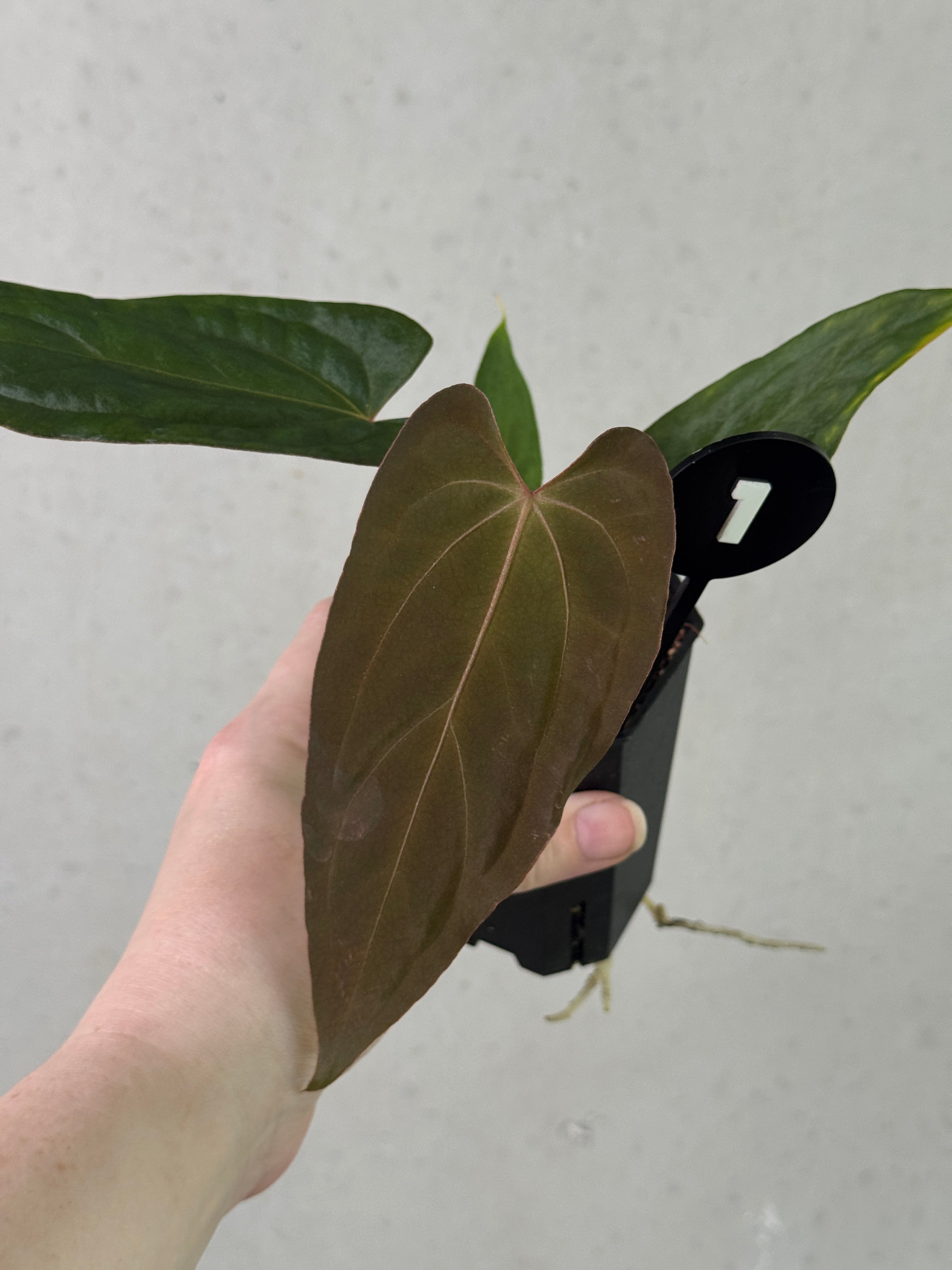 Anthurium Fort Sherman S1 x Carlablackiae x