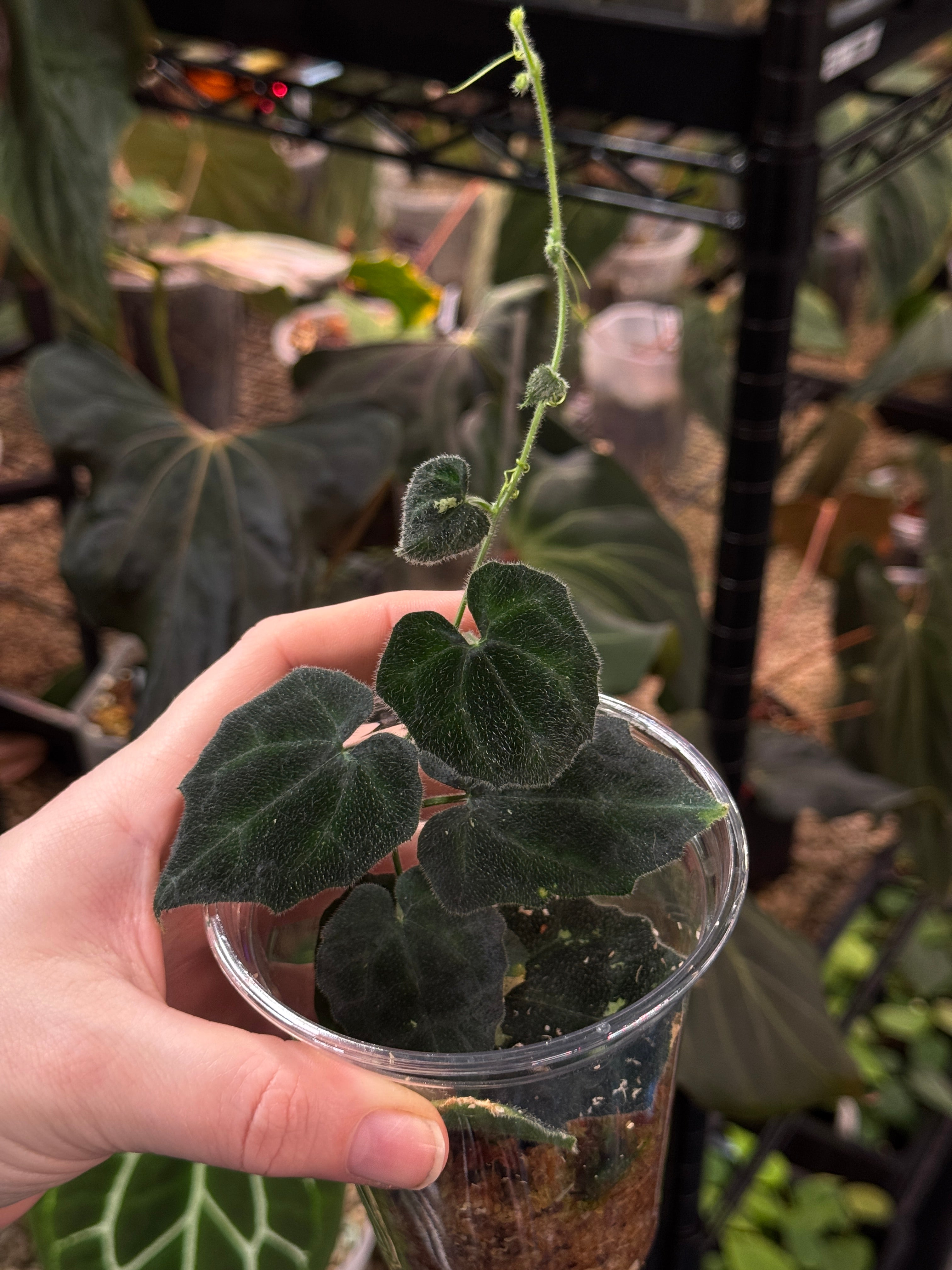 [Unknown species] - Climbing plant