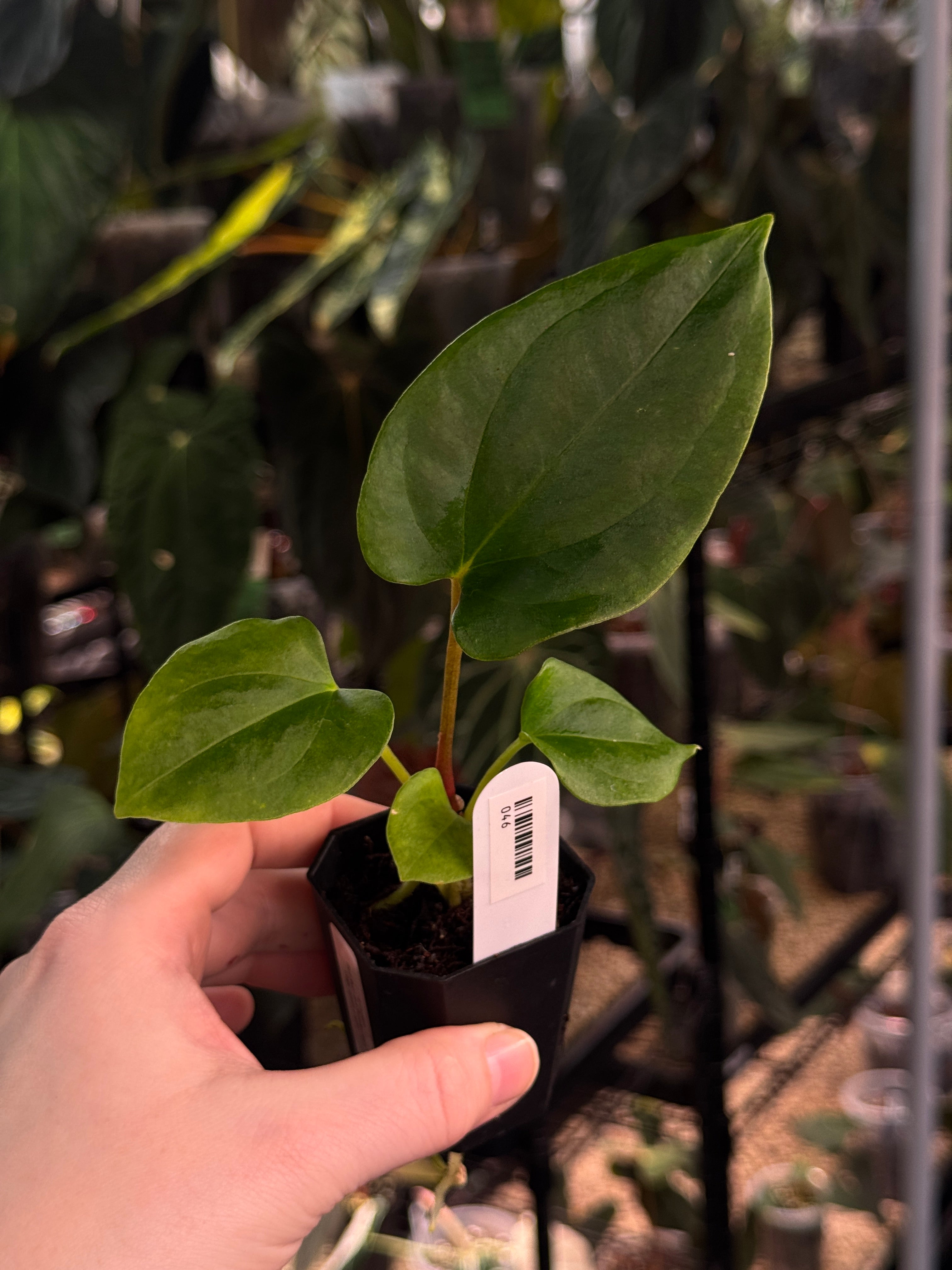 Anthurium (Fort Sherman x Dressleri RG) x (Ralph Lynam x self)