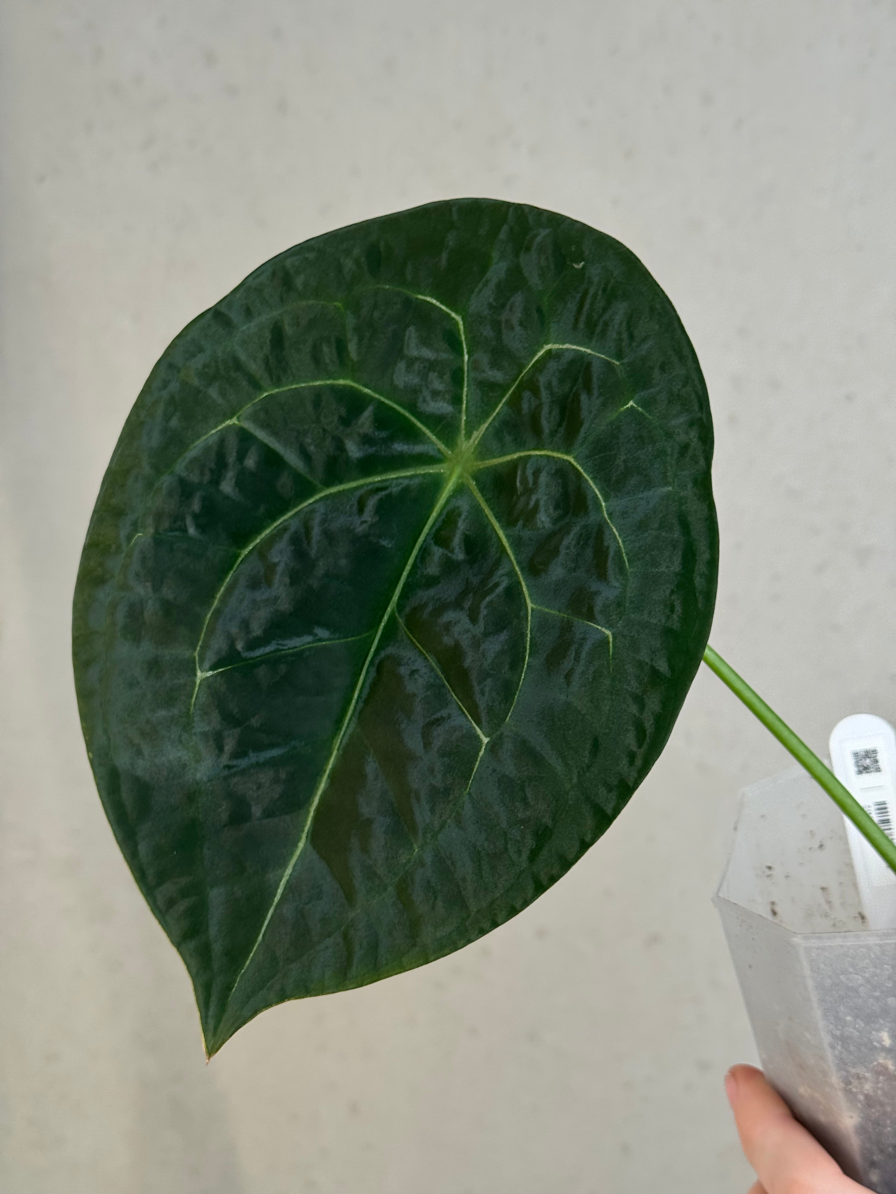 Anthurium Forgetii Silver/White Stripes