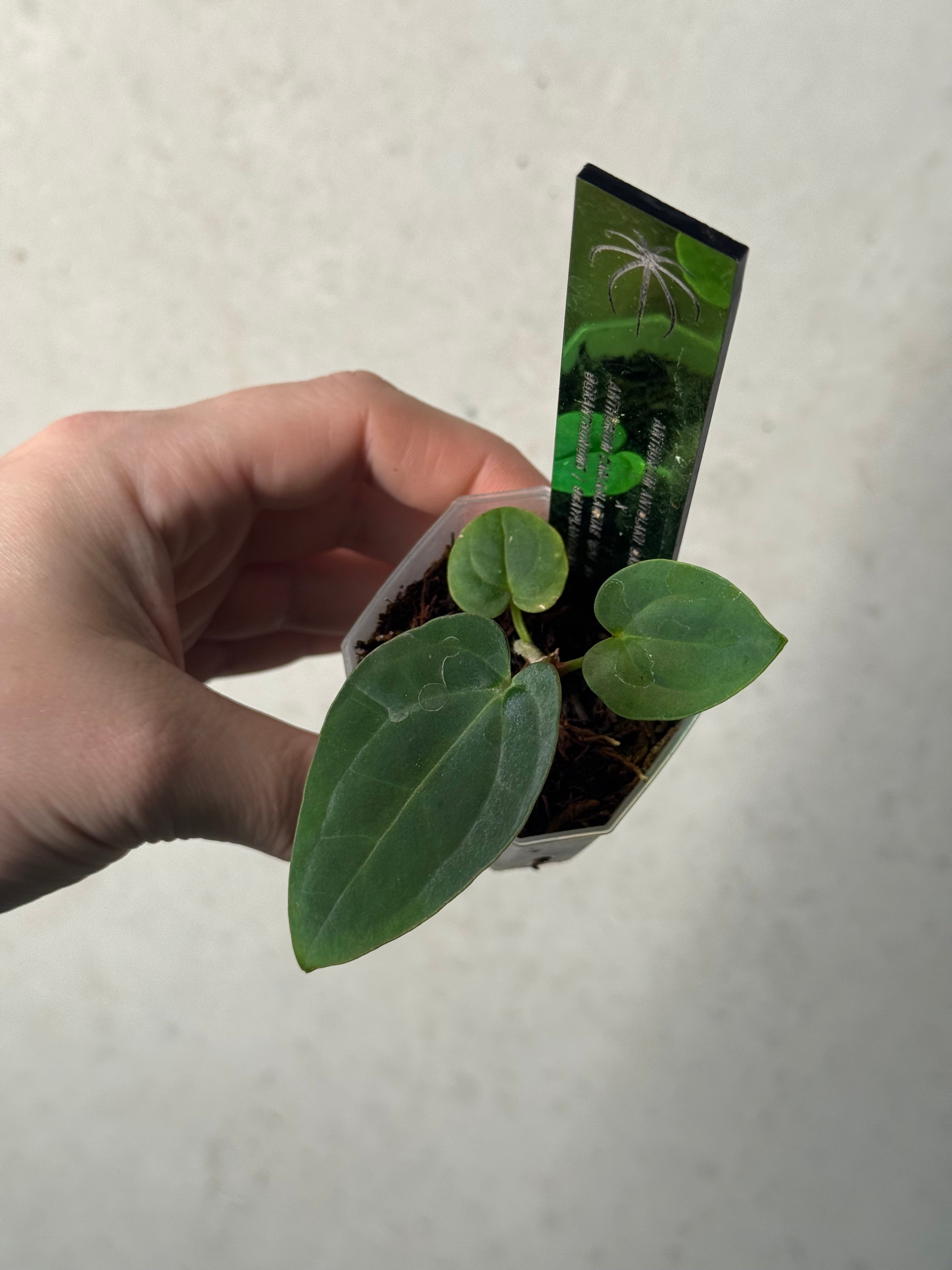 Anthurium BVEP 'Dark Star' x Carlablackiae GPH-001