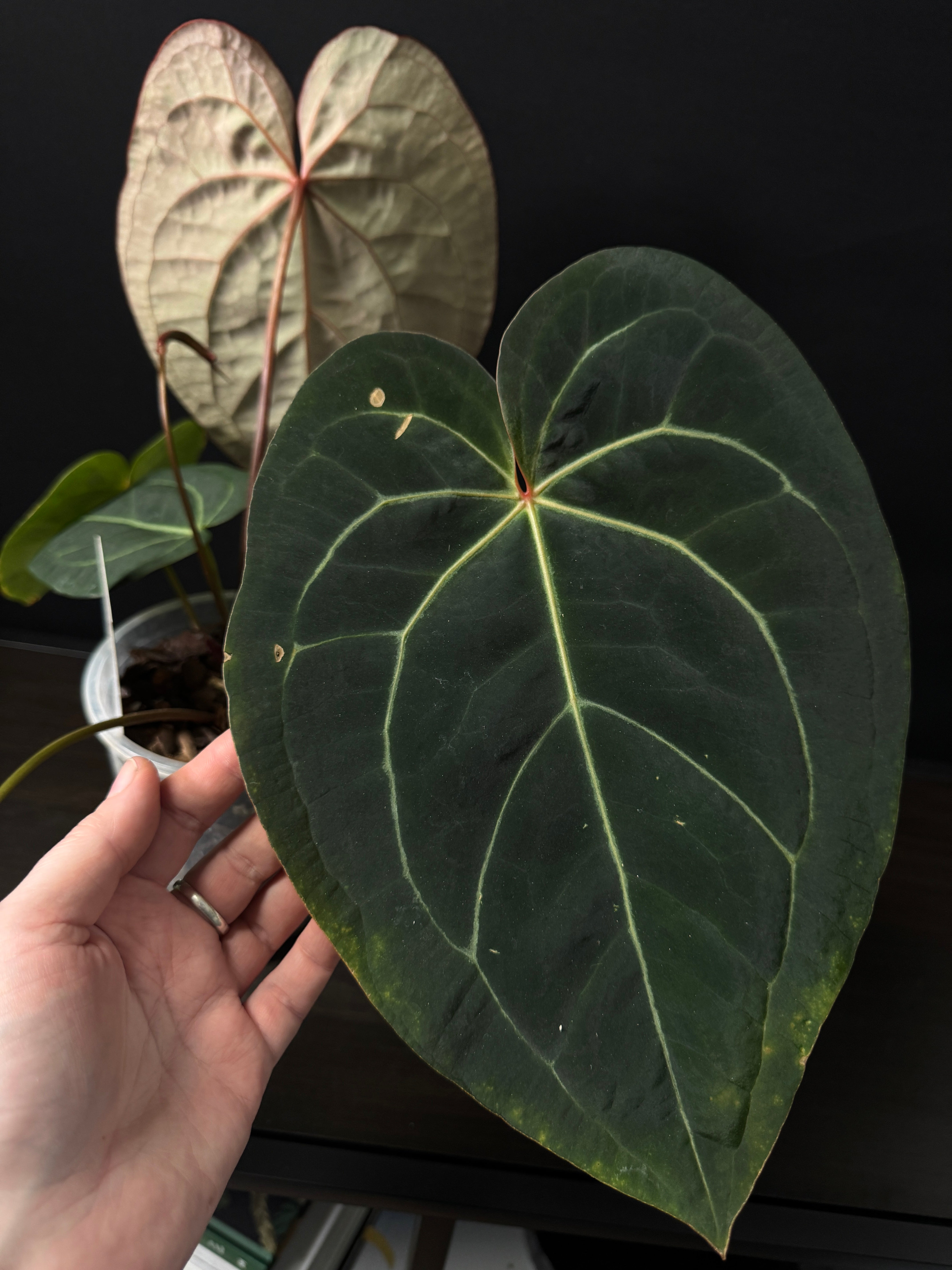 Anthurium Michelle '1' x Zara '52'