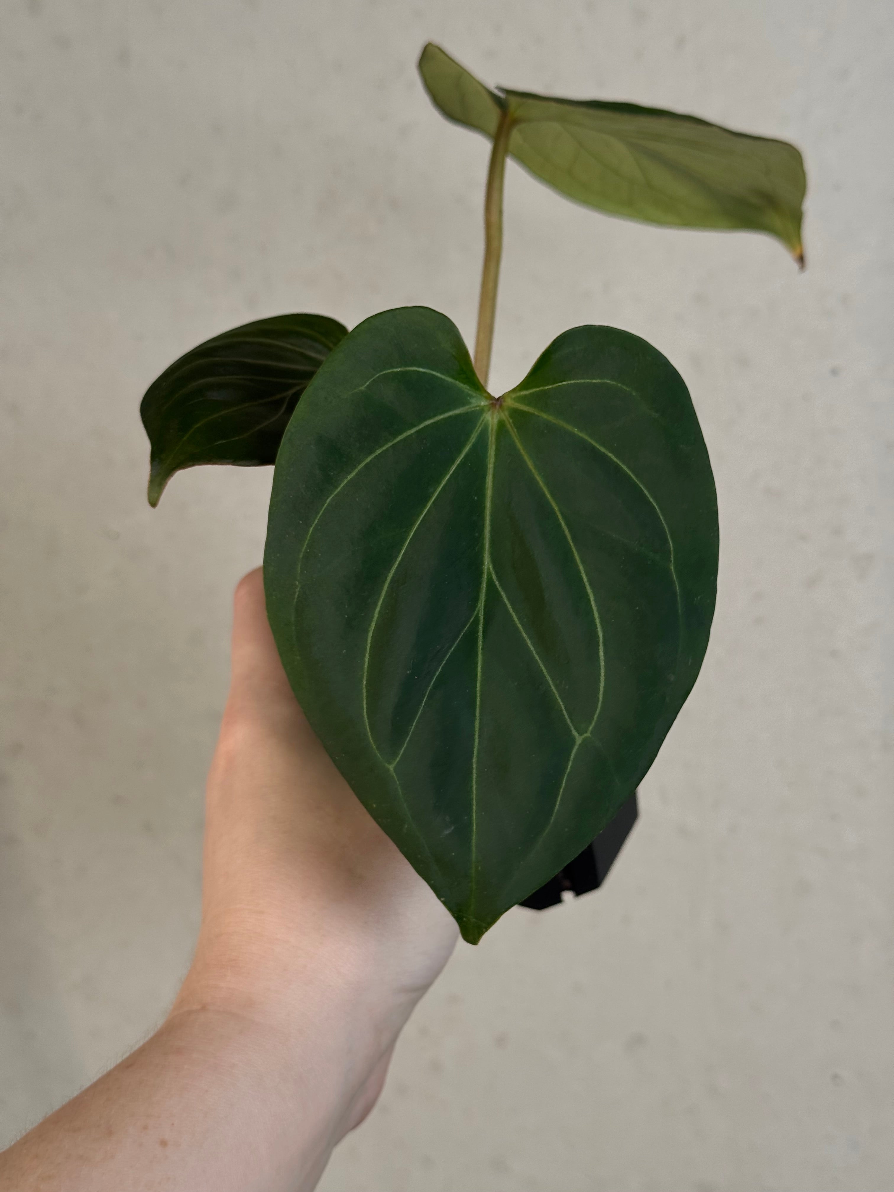 Anthurium HU (King Of Spades / HU