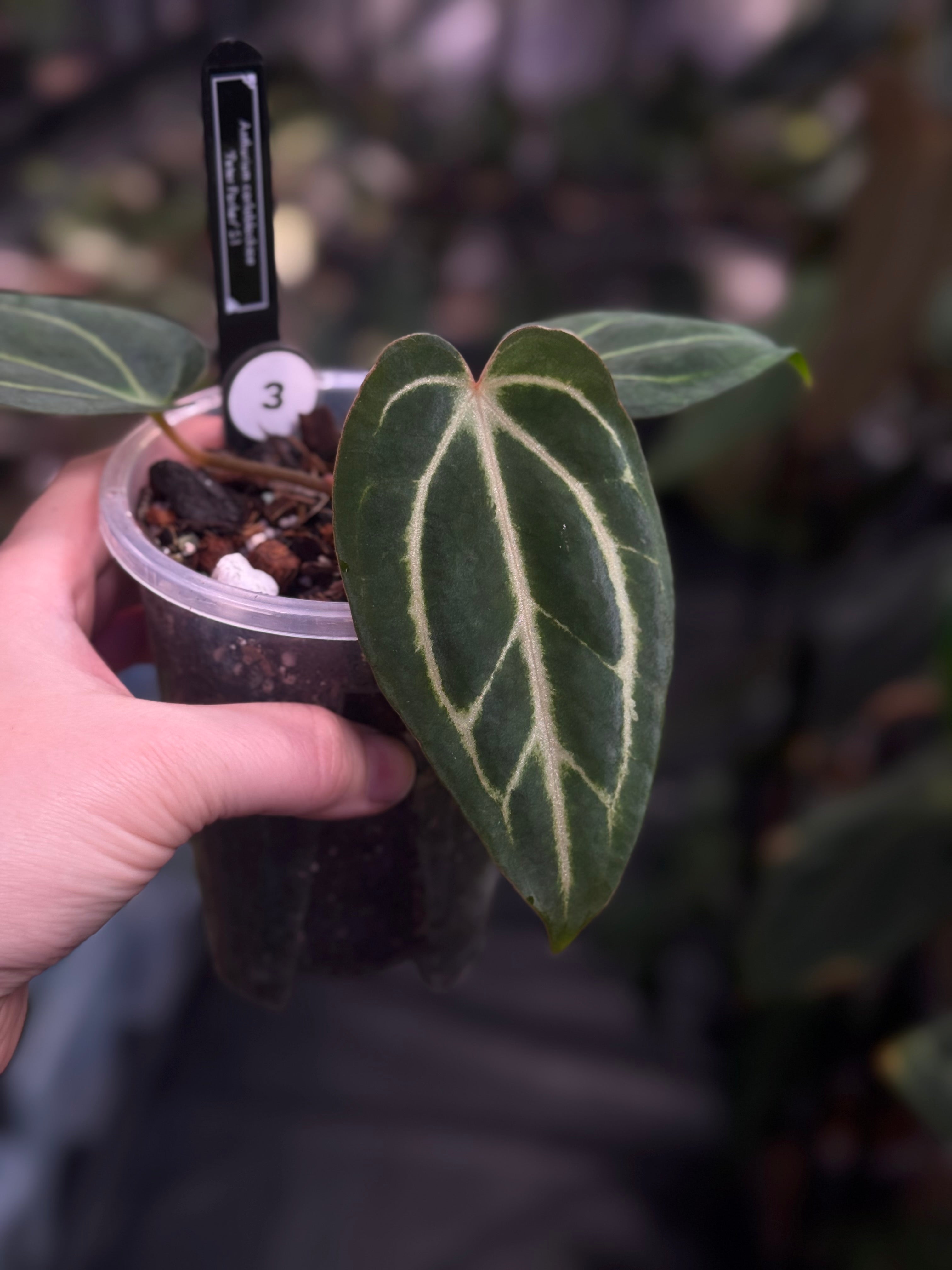 Anthurium Carlablackiae 'Peter Parker’ (RA5 x RA10) S1
