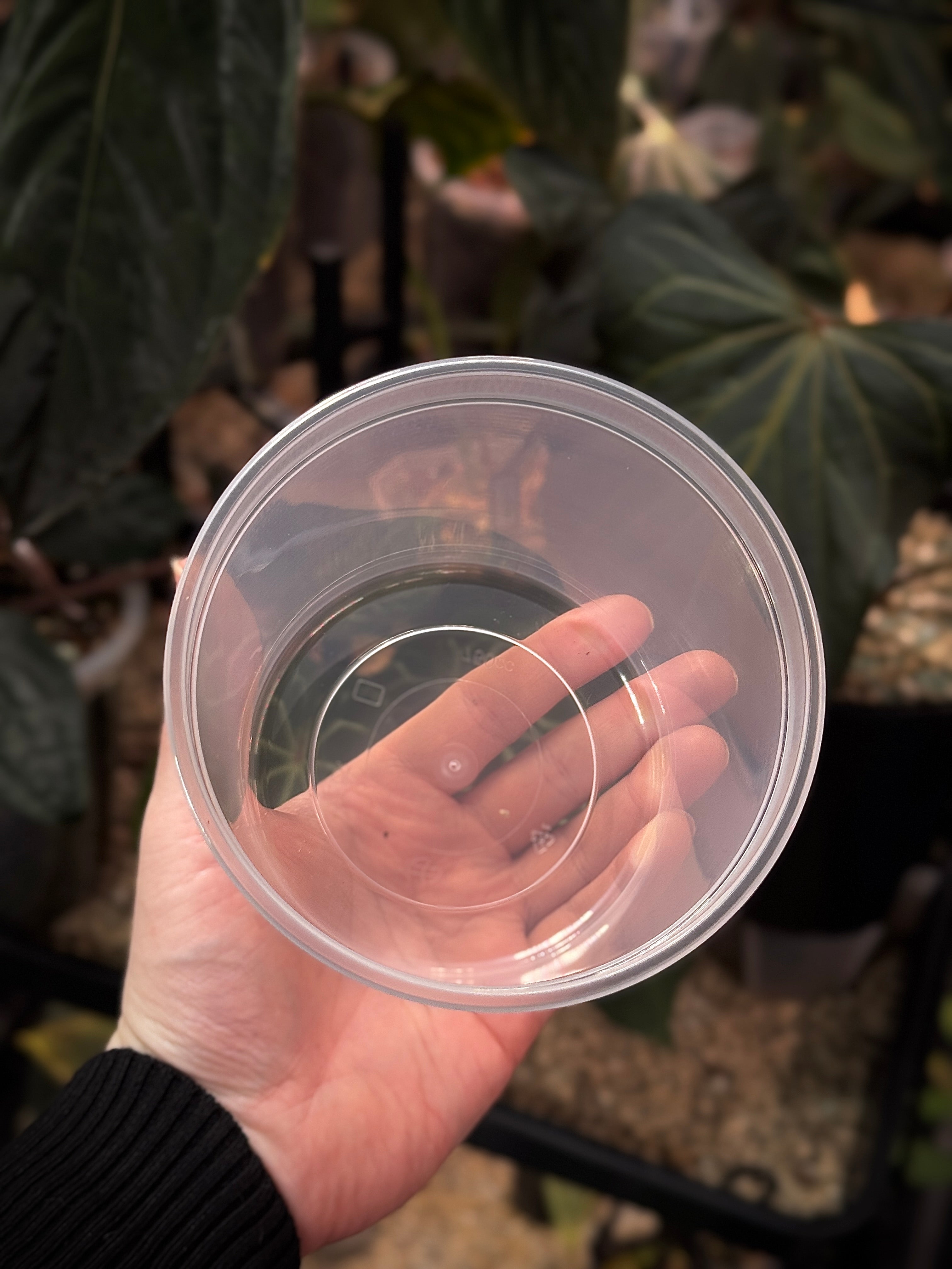 Plastic Cup/Pot - 5 pcs