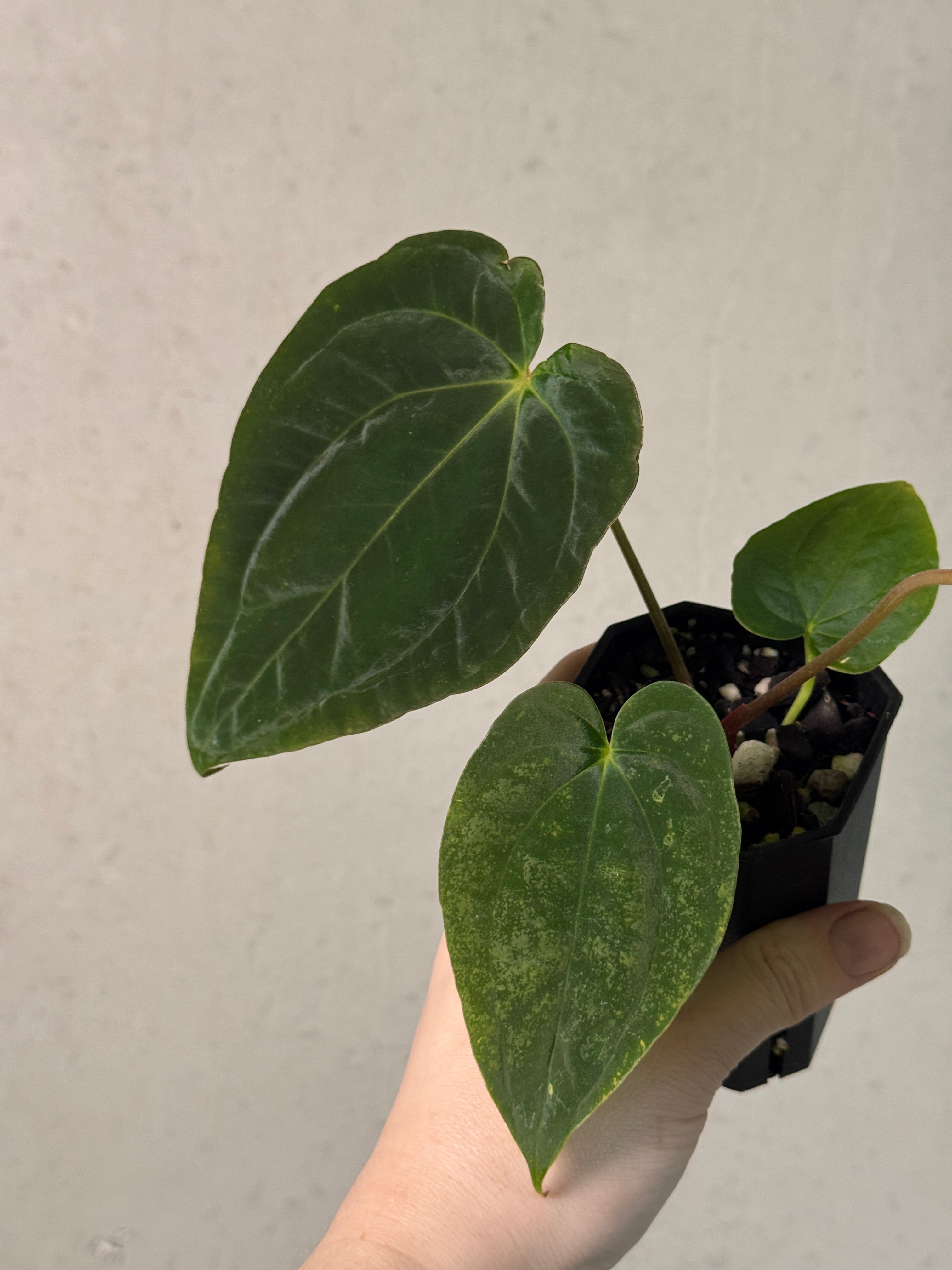 Anthurium Papillilaminum 'Guna Yala' x BVEP (‘Round’ x RA1)