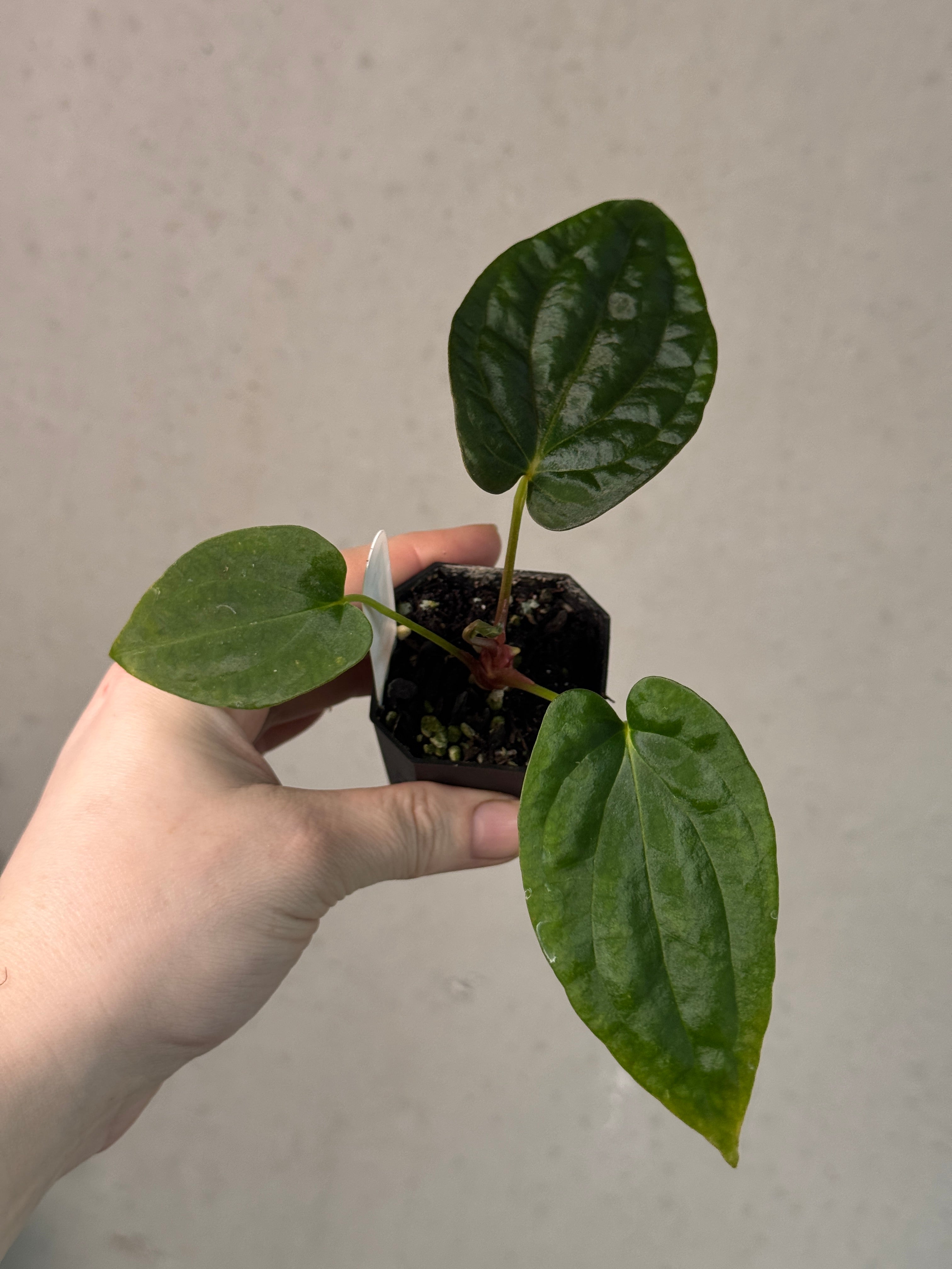 Anthurium BVEP (WU1 x 'Oliver') x 'Supernova'