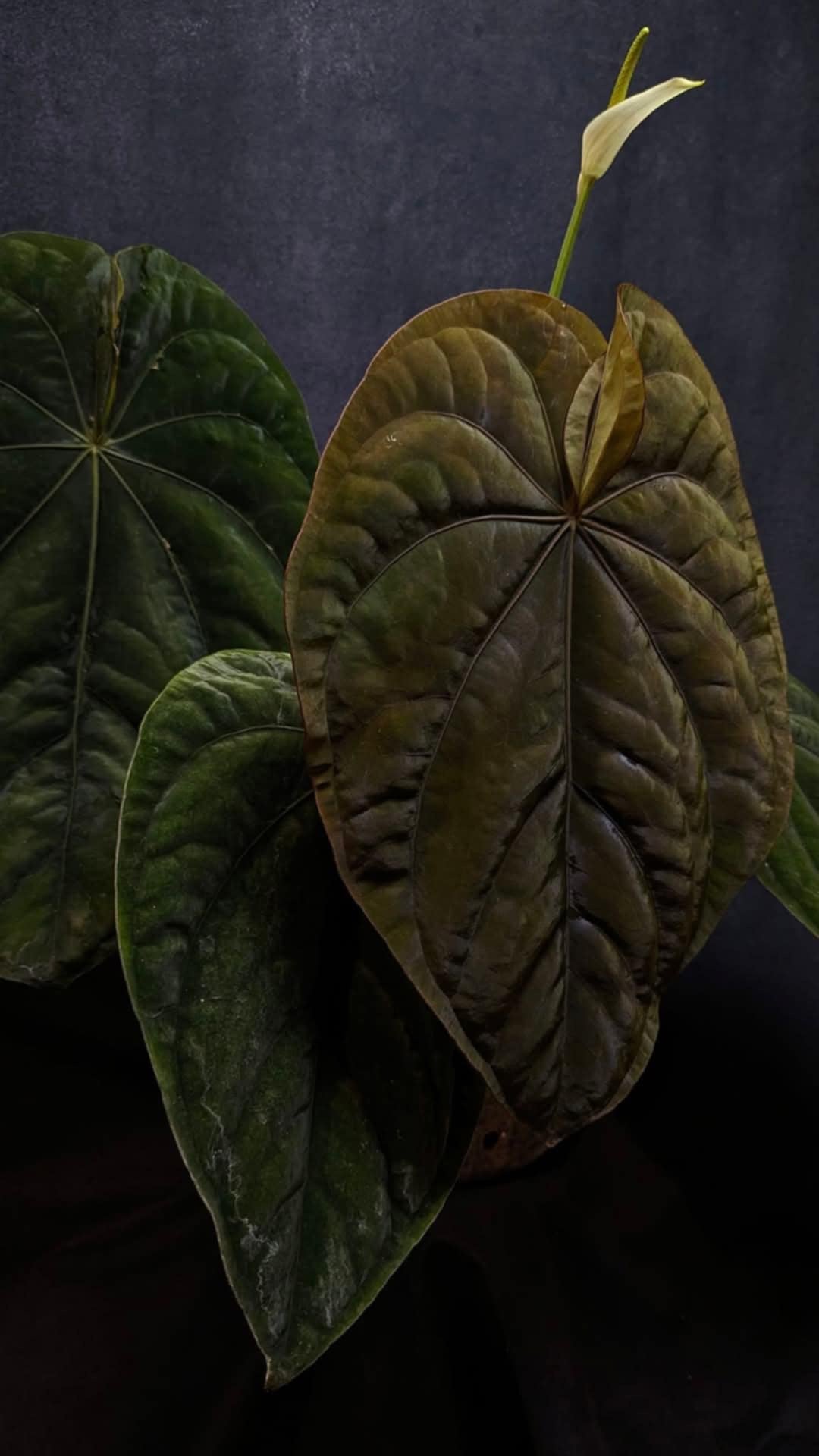 Anthurium Dressleri RG F2 x ‘Windy’