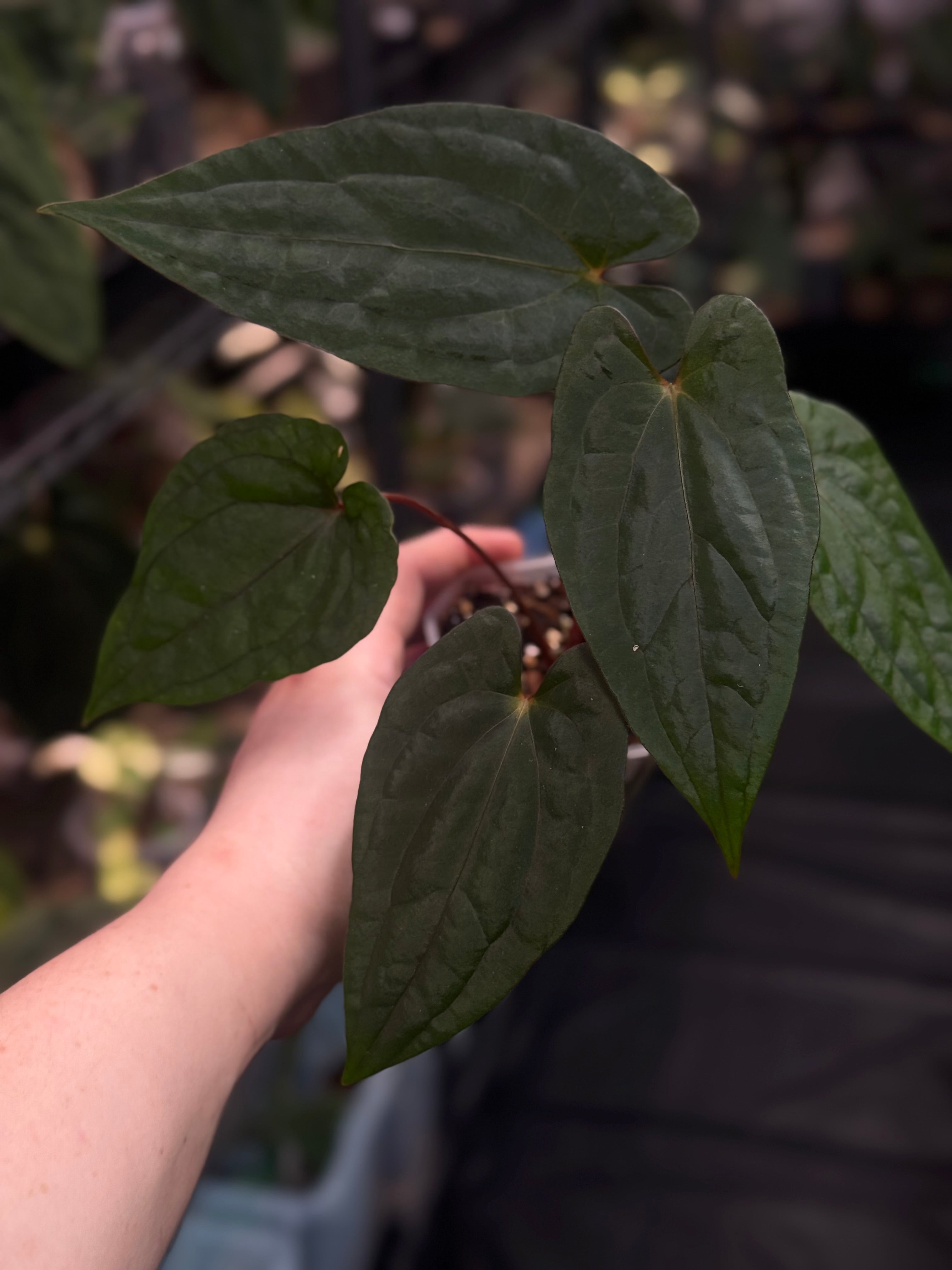 Anthurium Fort Sherman x Red Vein Dark Phoenix - Clone