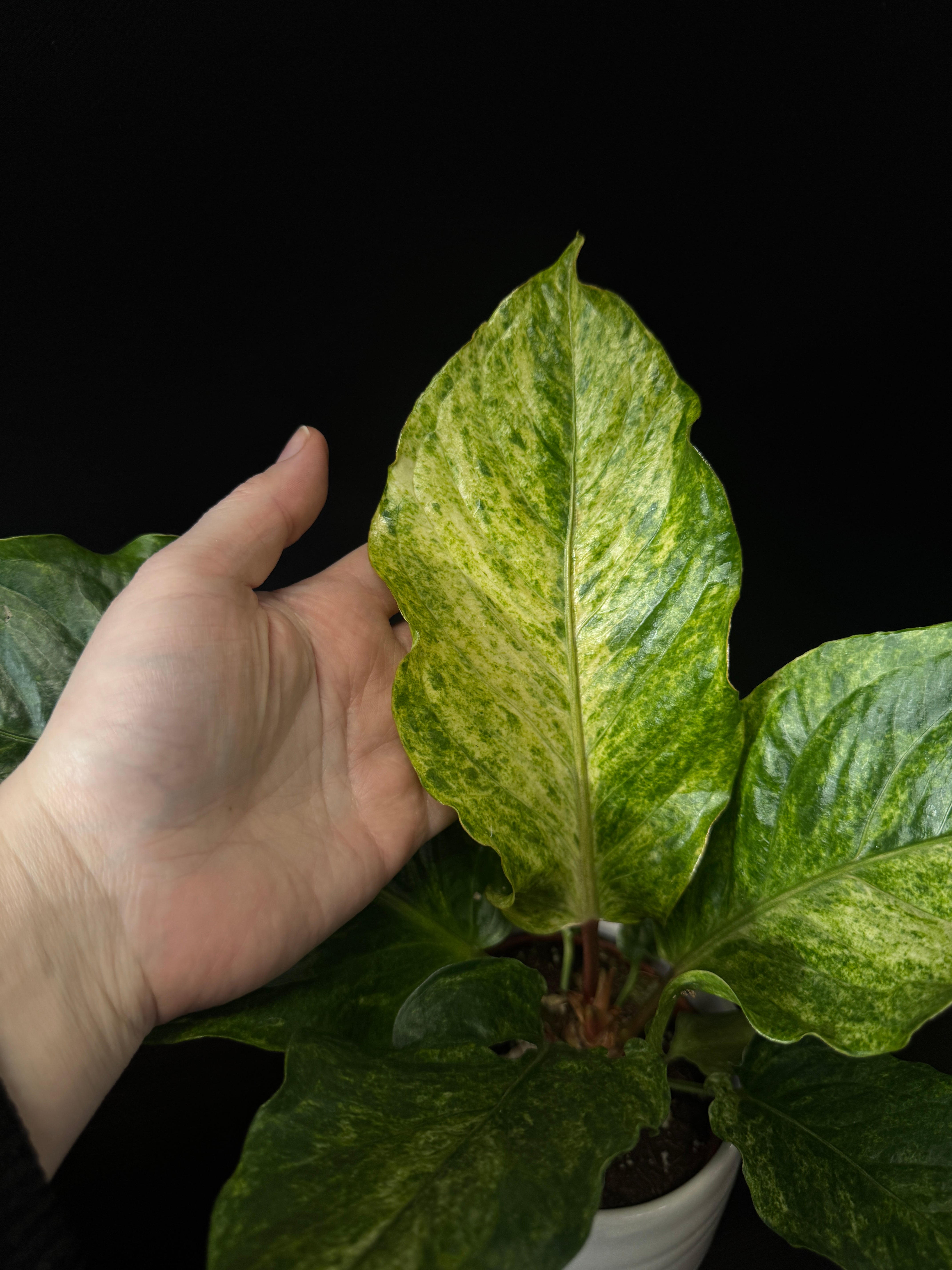 Anthurium Bonplandii Variegata