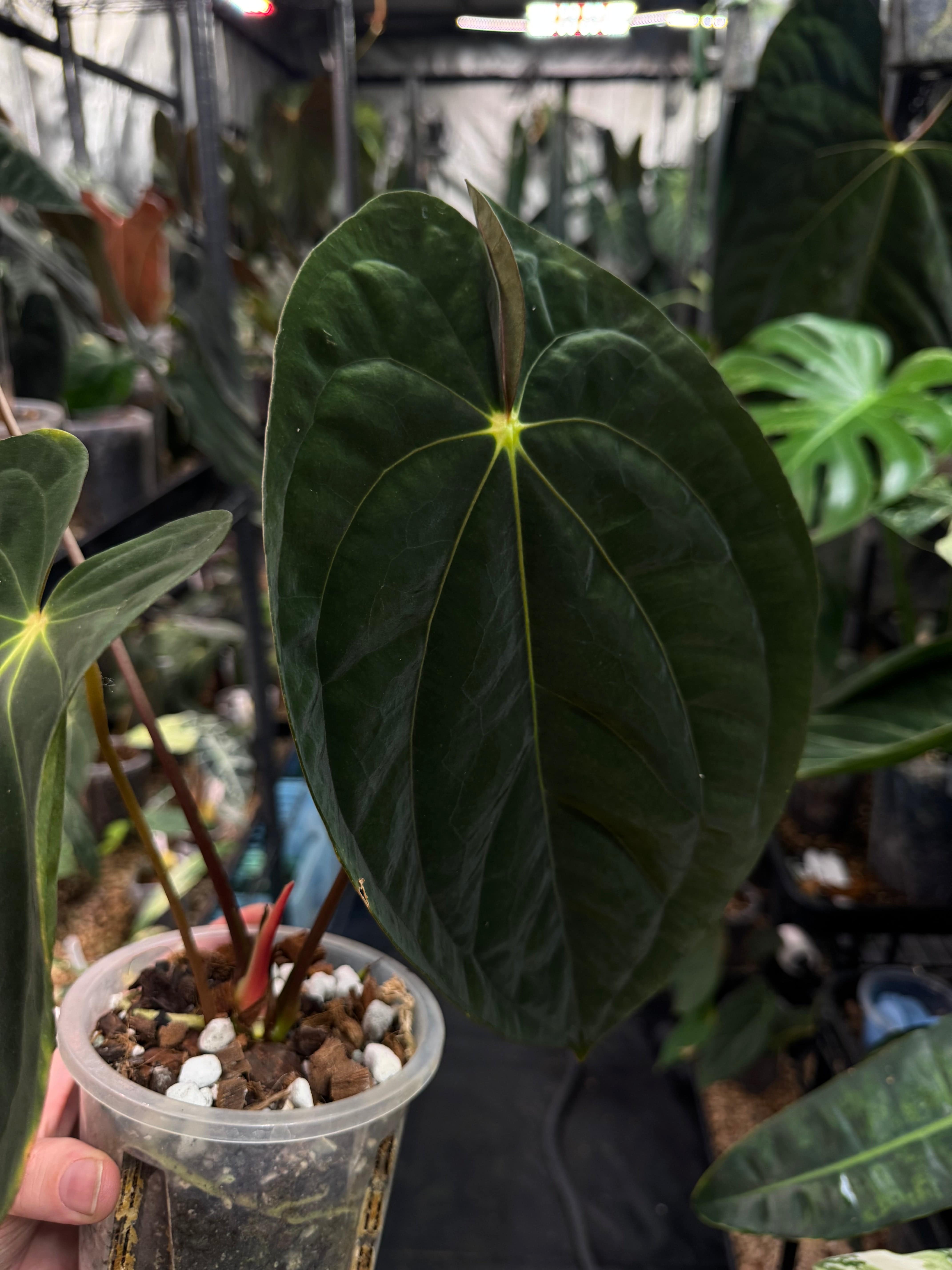 Anthurium Papillilaminum 'Guna Yala' - SMUKHI