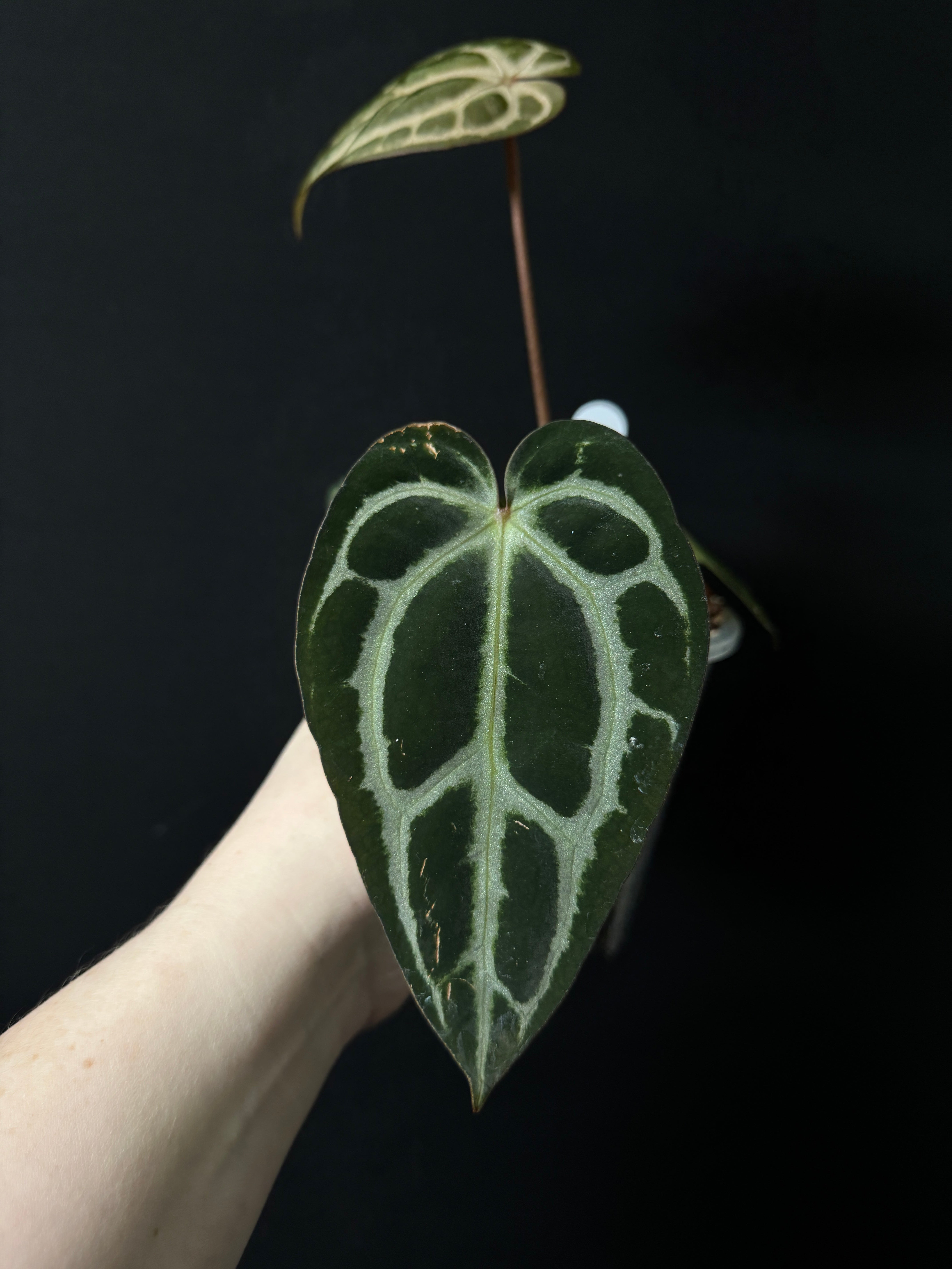 Anthurium Carlablackiae