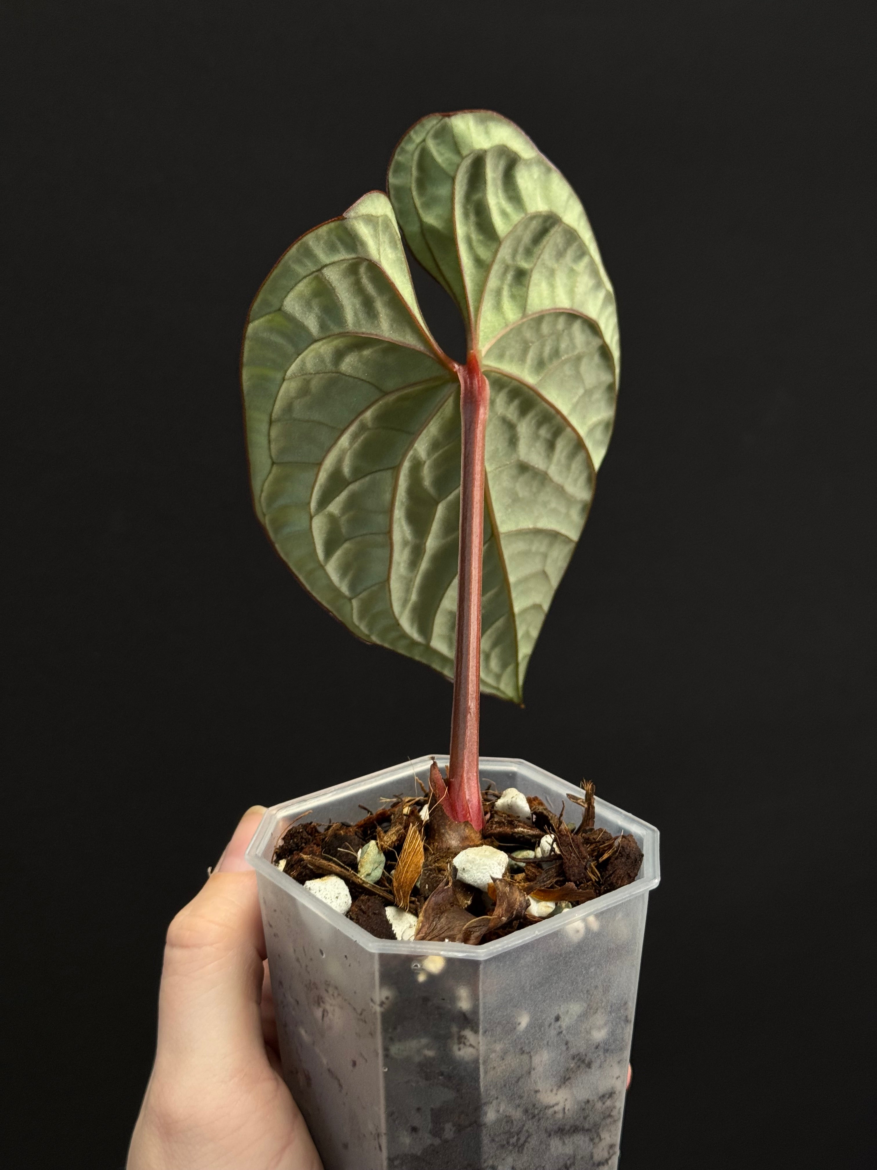 Anthurium Luxurians - SMUKHI