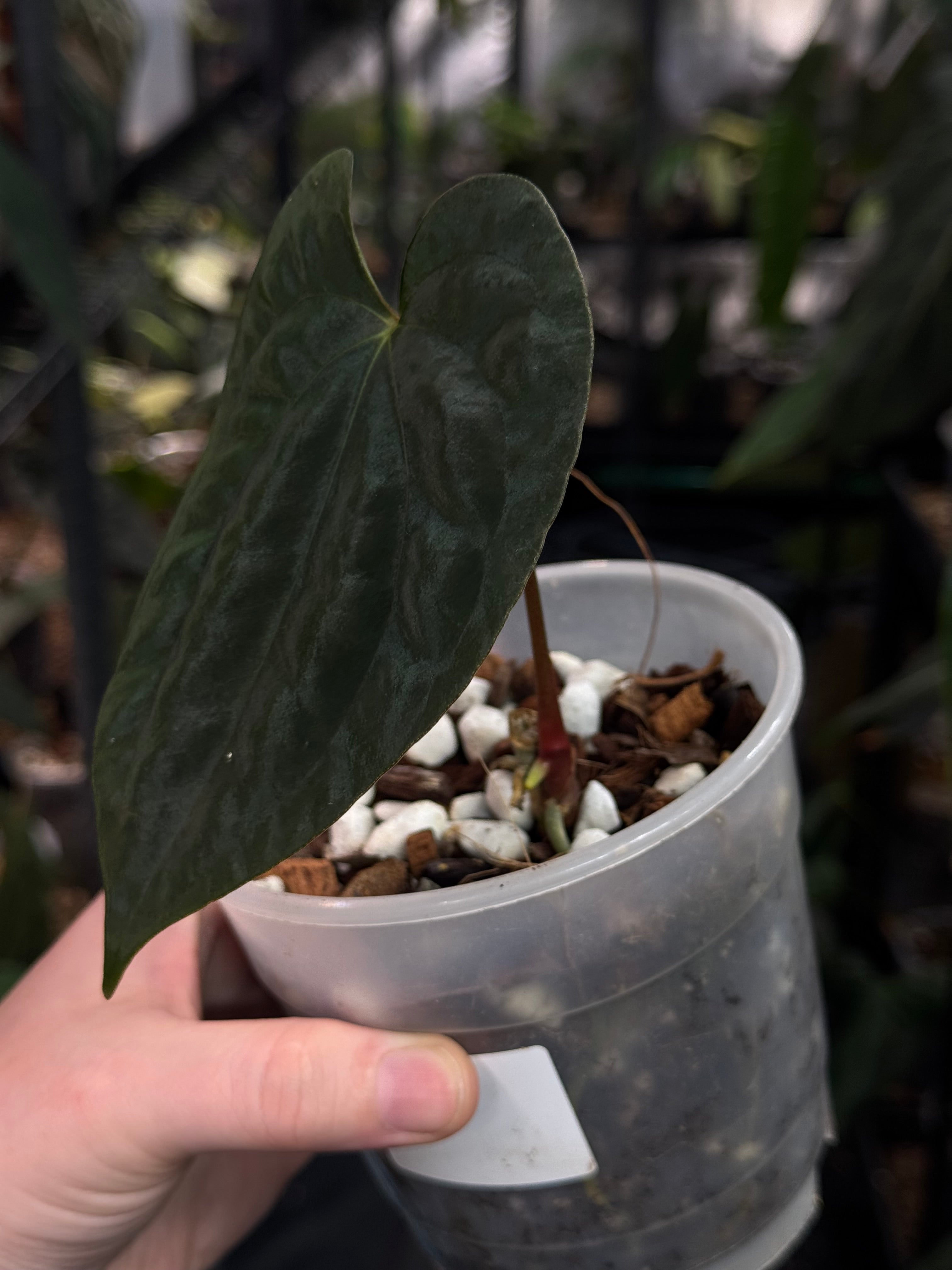 Anthurium FSxRL ‘Grim Reaper’ x Papillilaminum RA6 - Clone