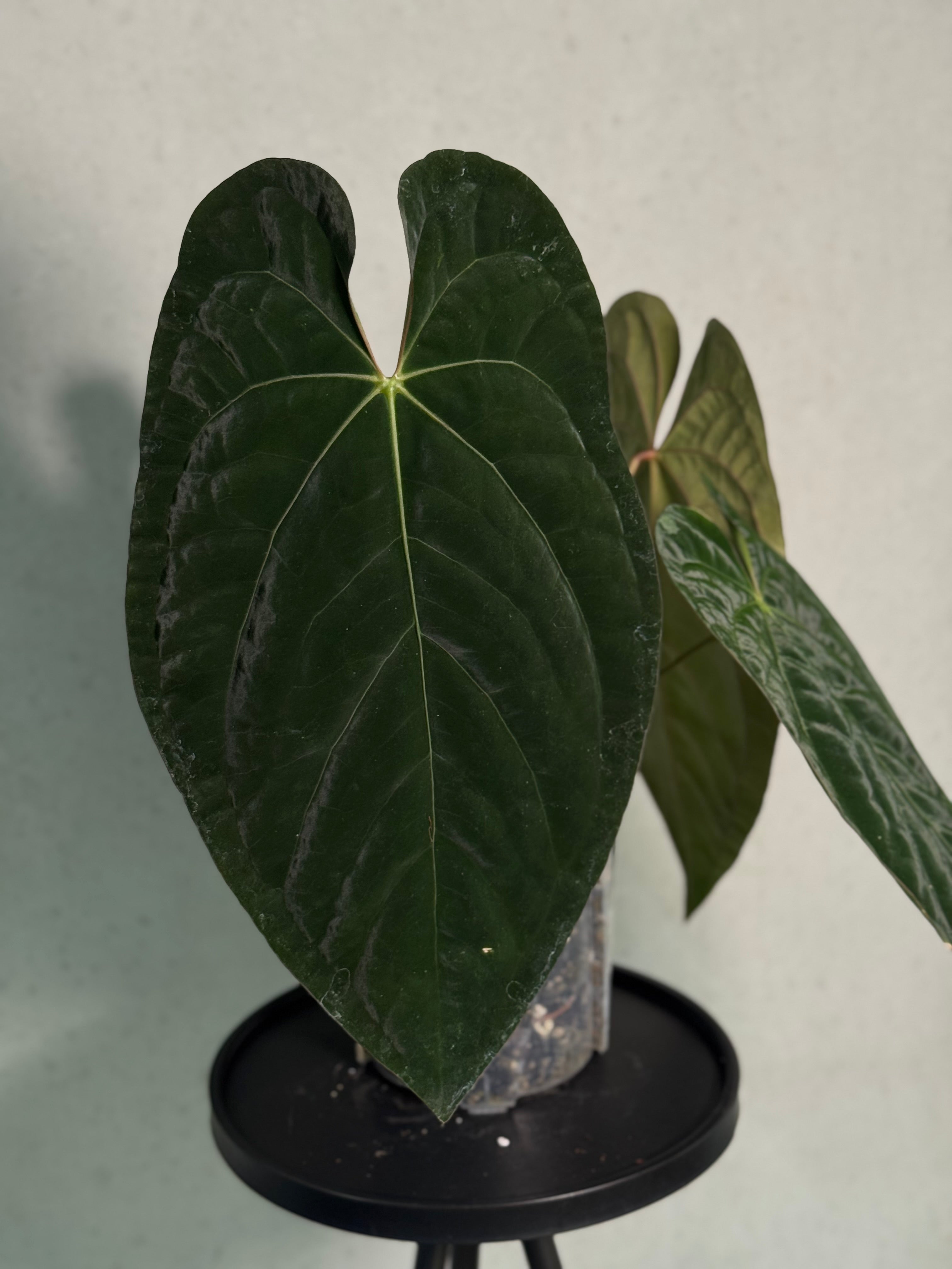 NFS: Anthurium Ace of Spades Dark Form x Papillilaminum "IL"