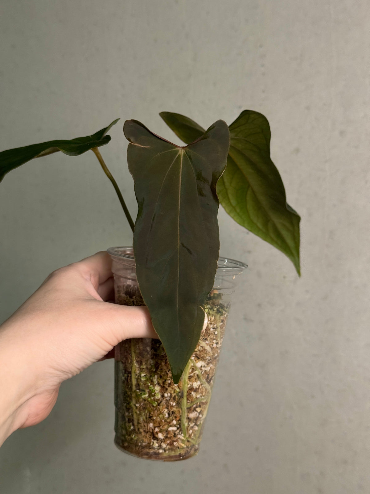 Anthurium Ralph Lynam S1