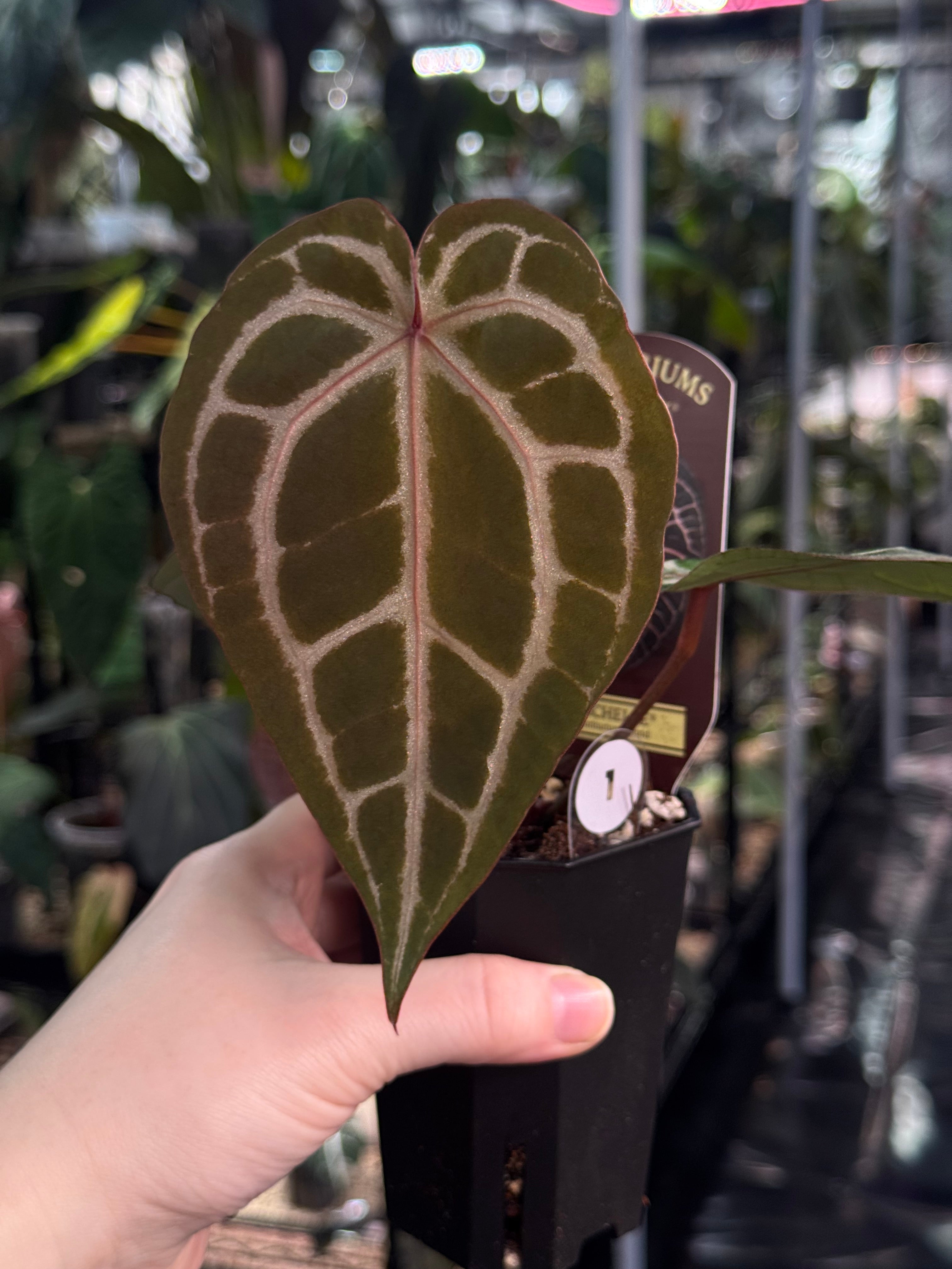 Anthurium Michelle | SMUKHI