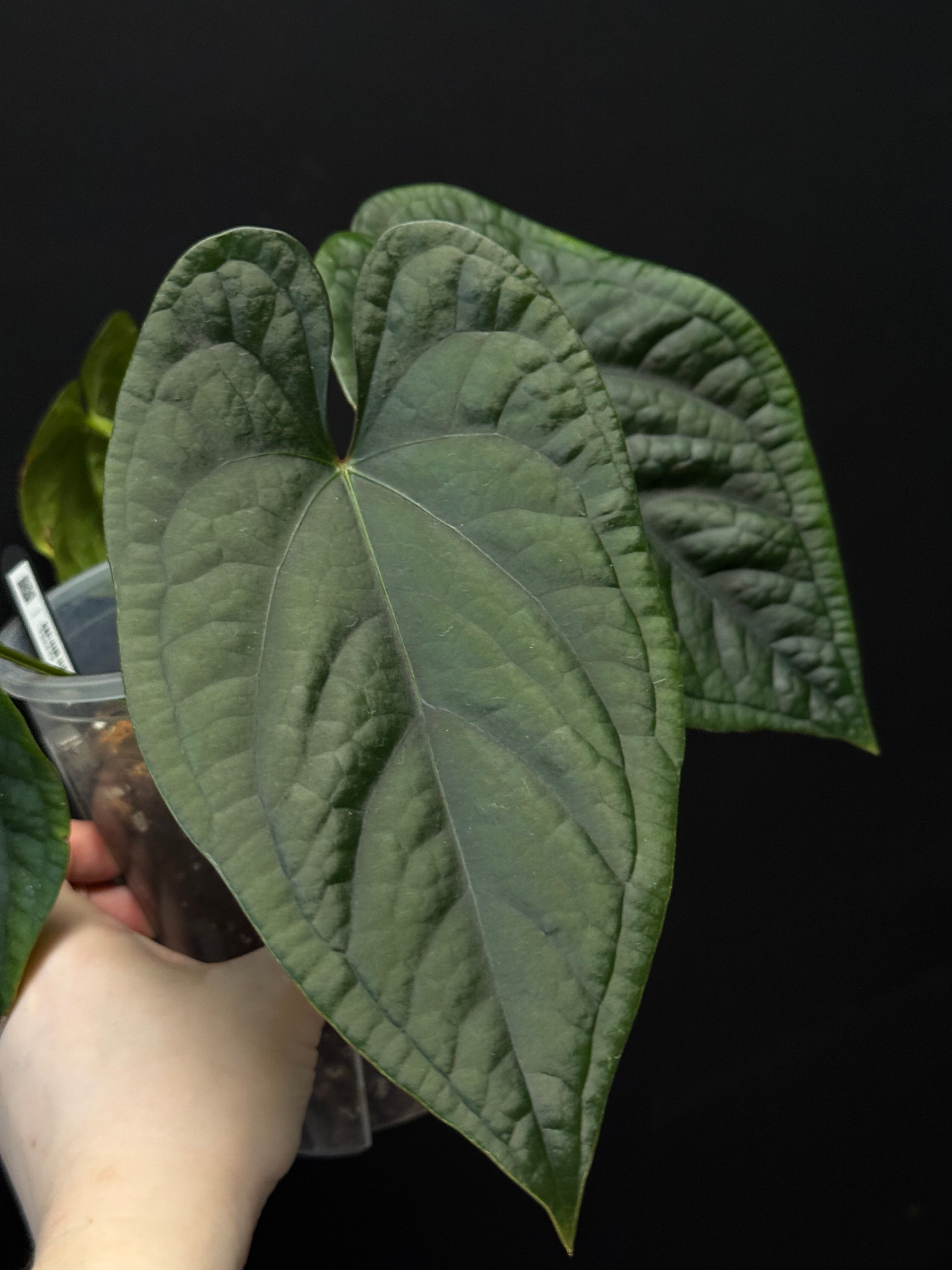 Anthurium Luxurians x Dressleri