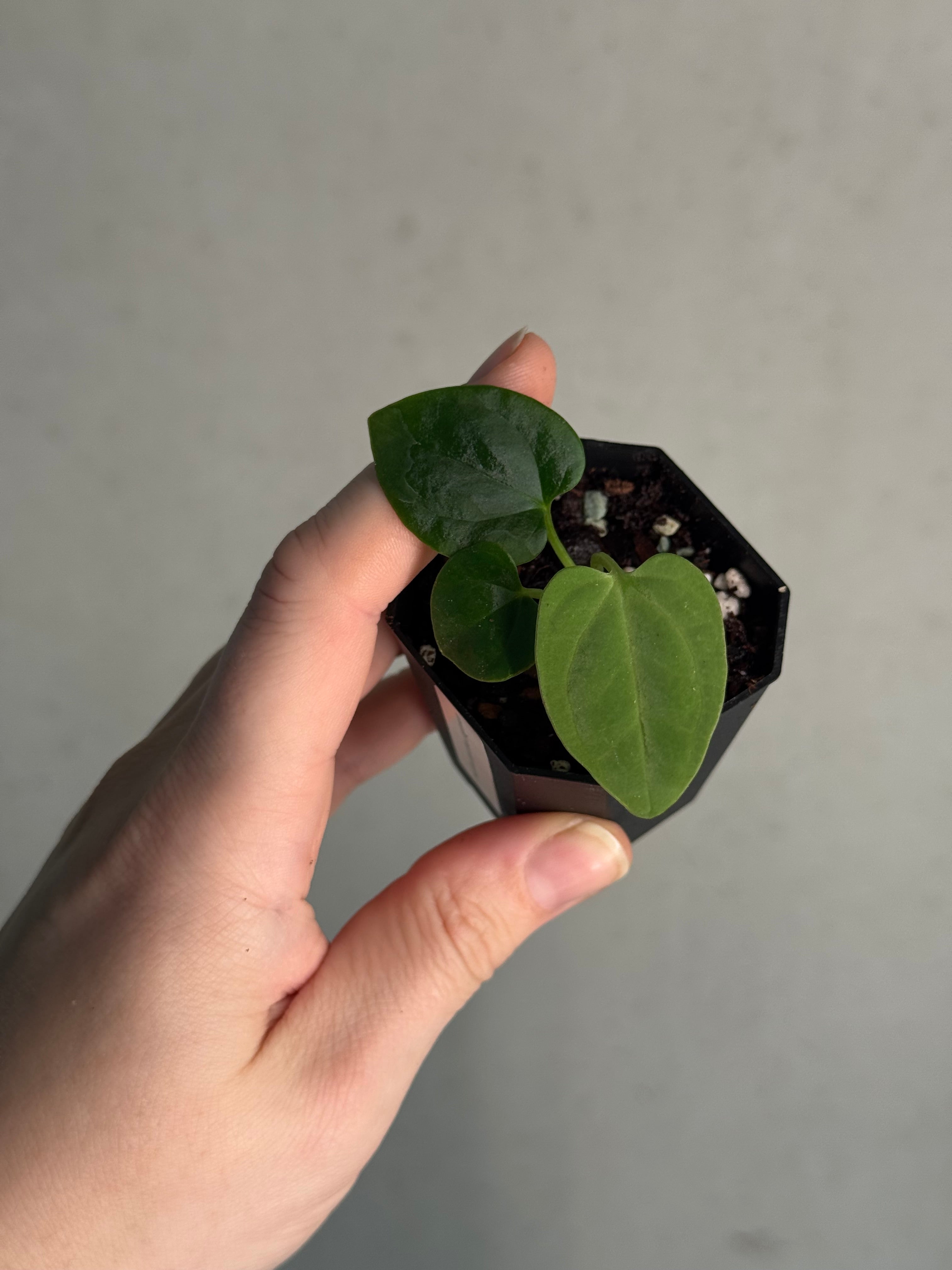 Anthurium BVEP ('Round' x RA1) x Kunayalense CC1