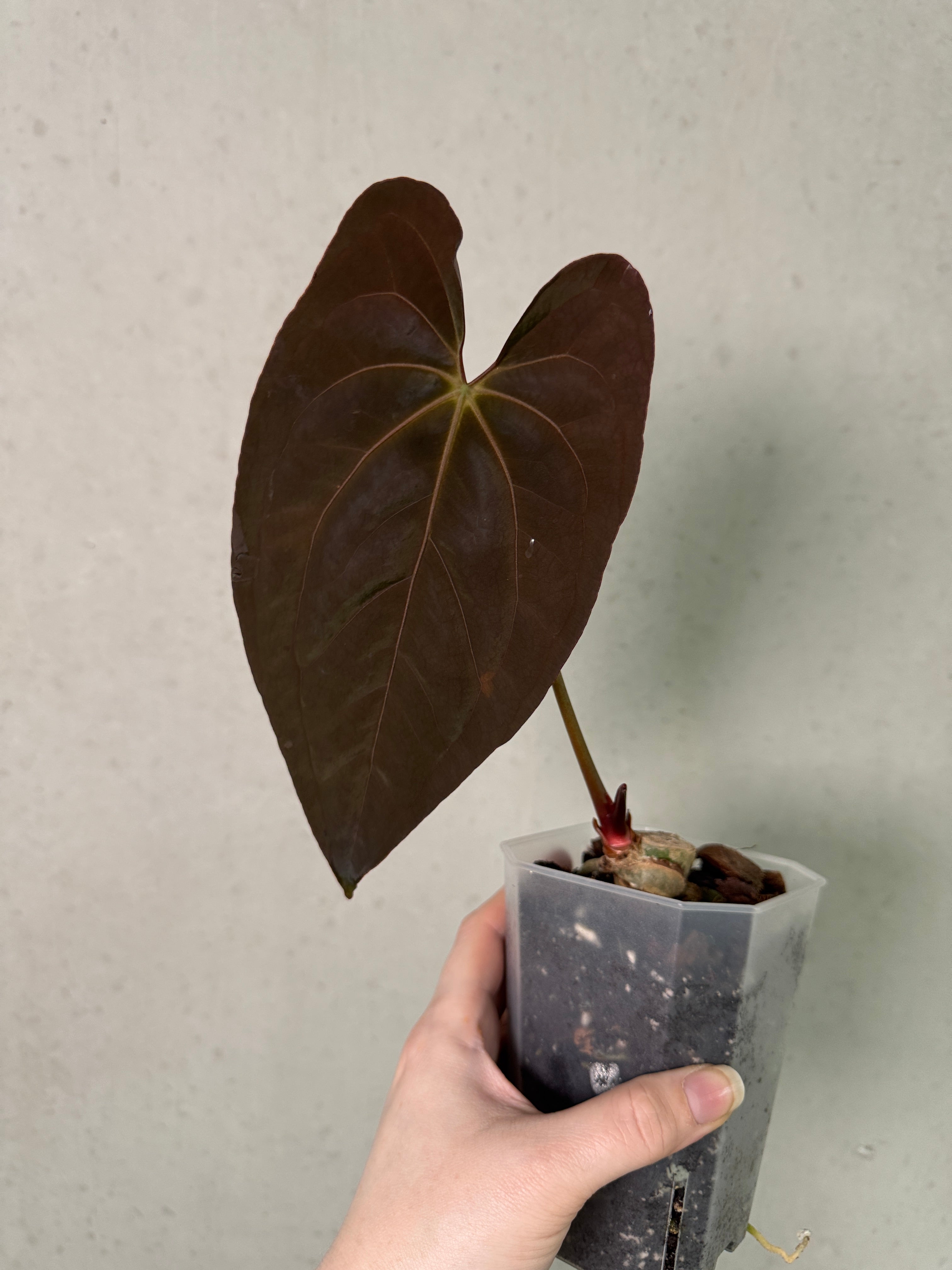 Anthurium Papillilaminum XOne x Dark Phoenix - Clone