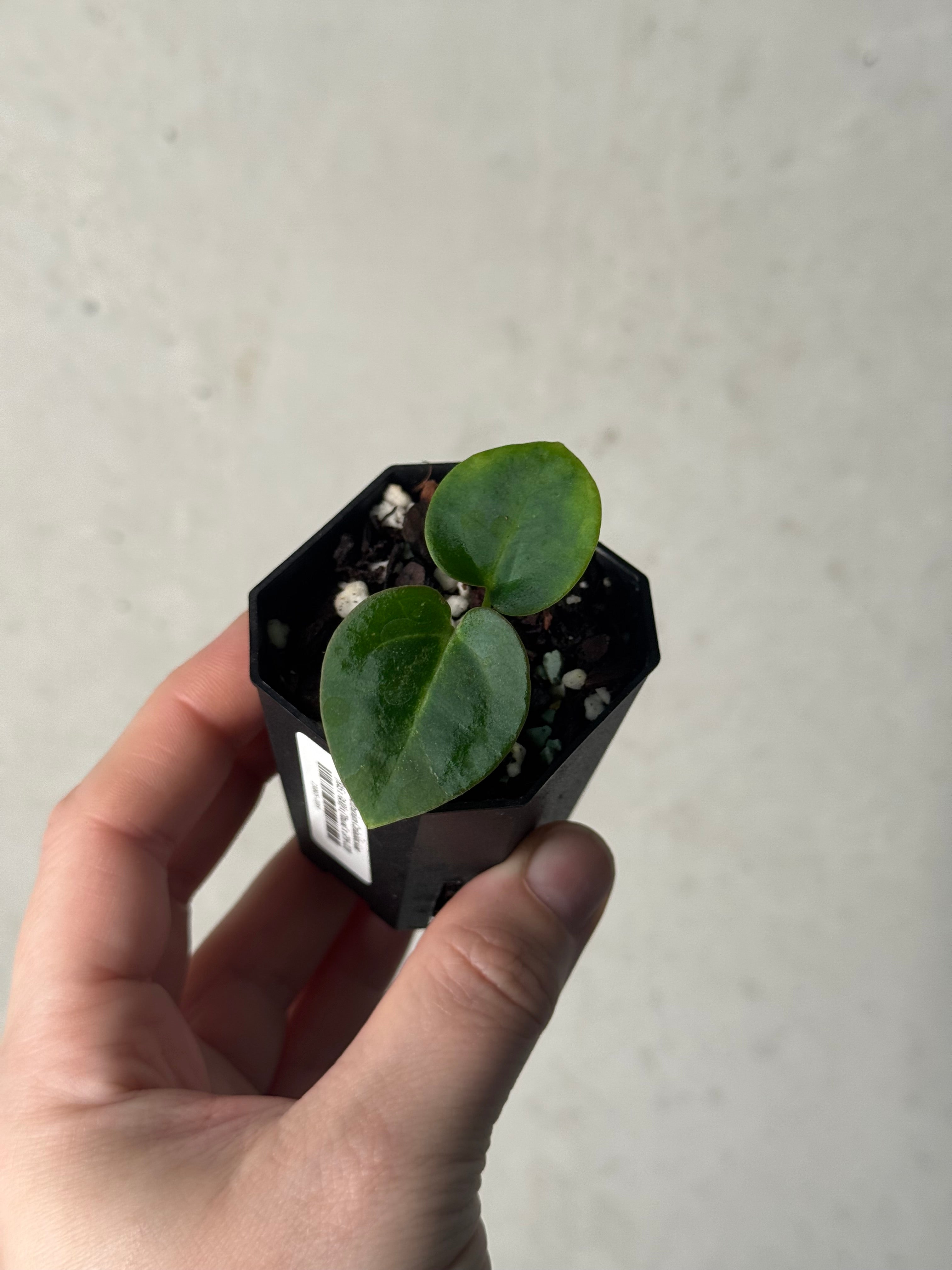 Anthurium Carlablackiae (RA5 x RA10) x ('Round' x GPH-001)