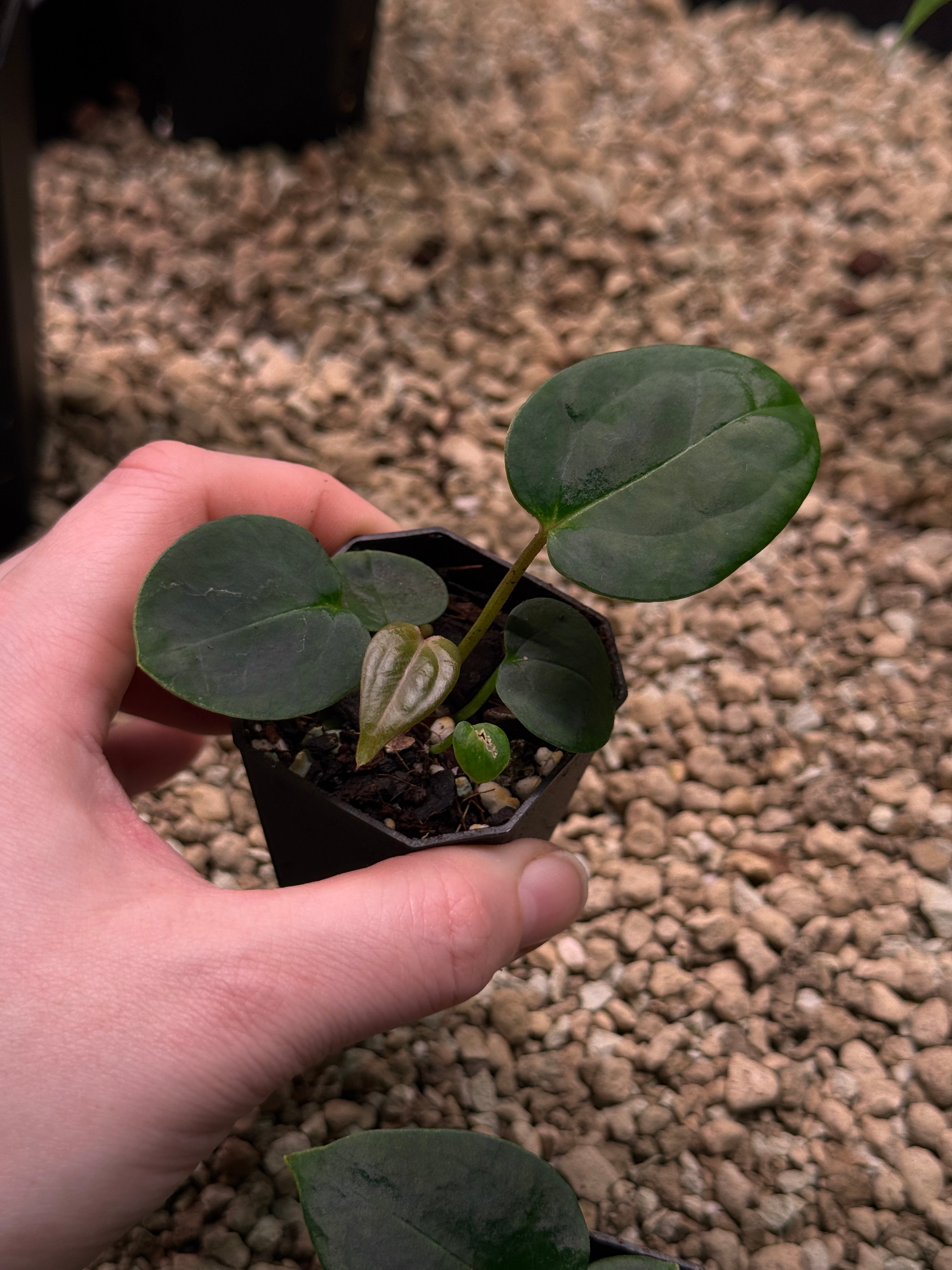 Anthurium Tim Anderson ‘Stripey’ x Portillae ‘Dorito’