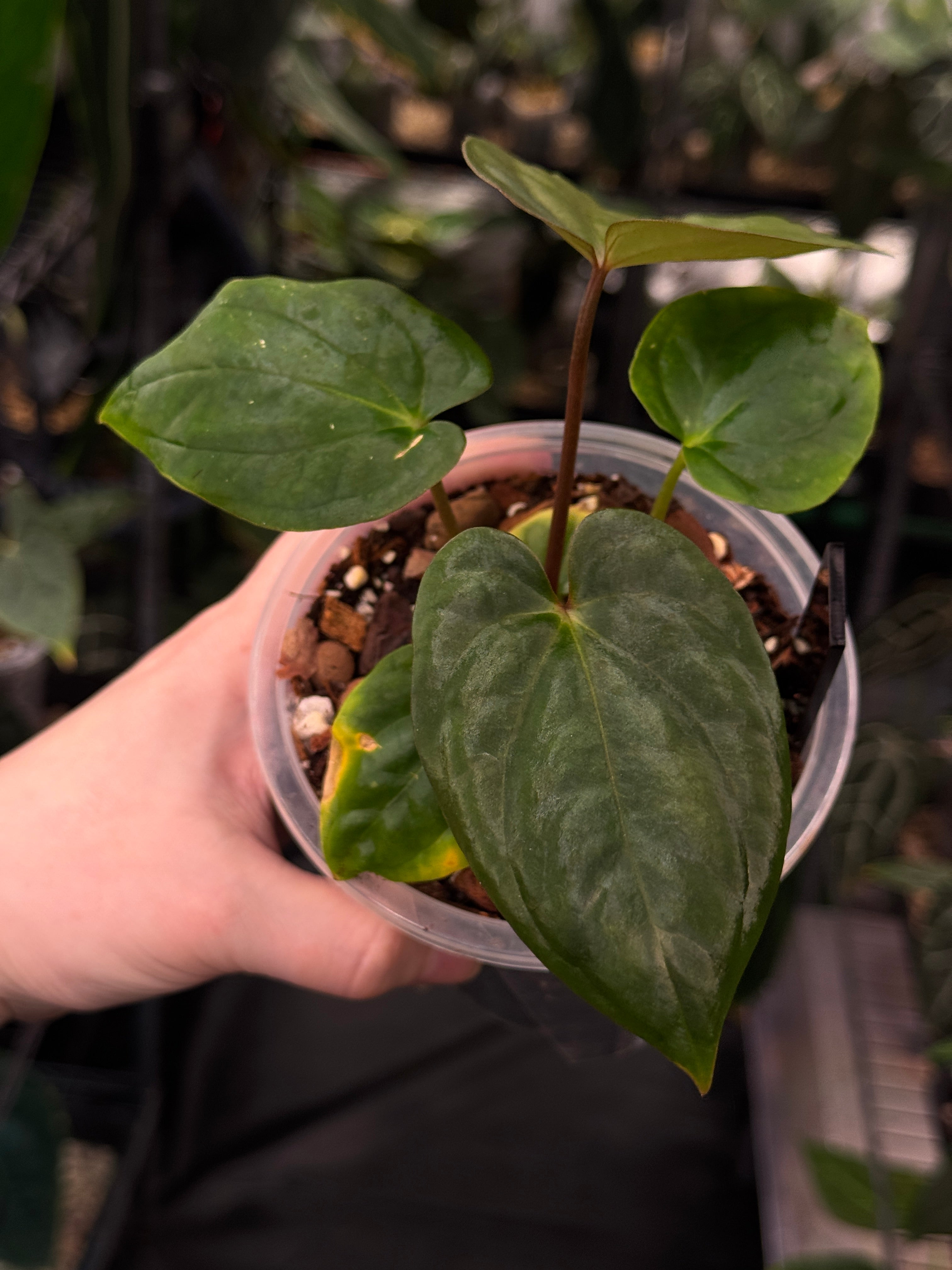 Anthurium Antolakii / BVEP RF1 x 'Dark Star'