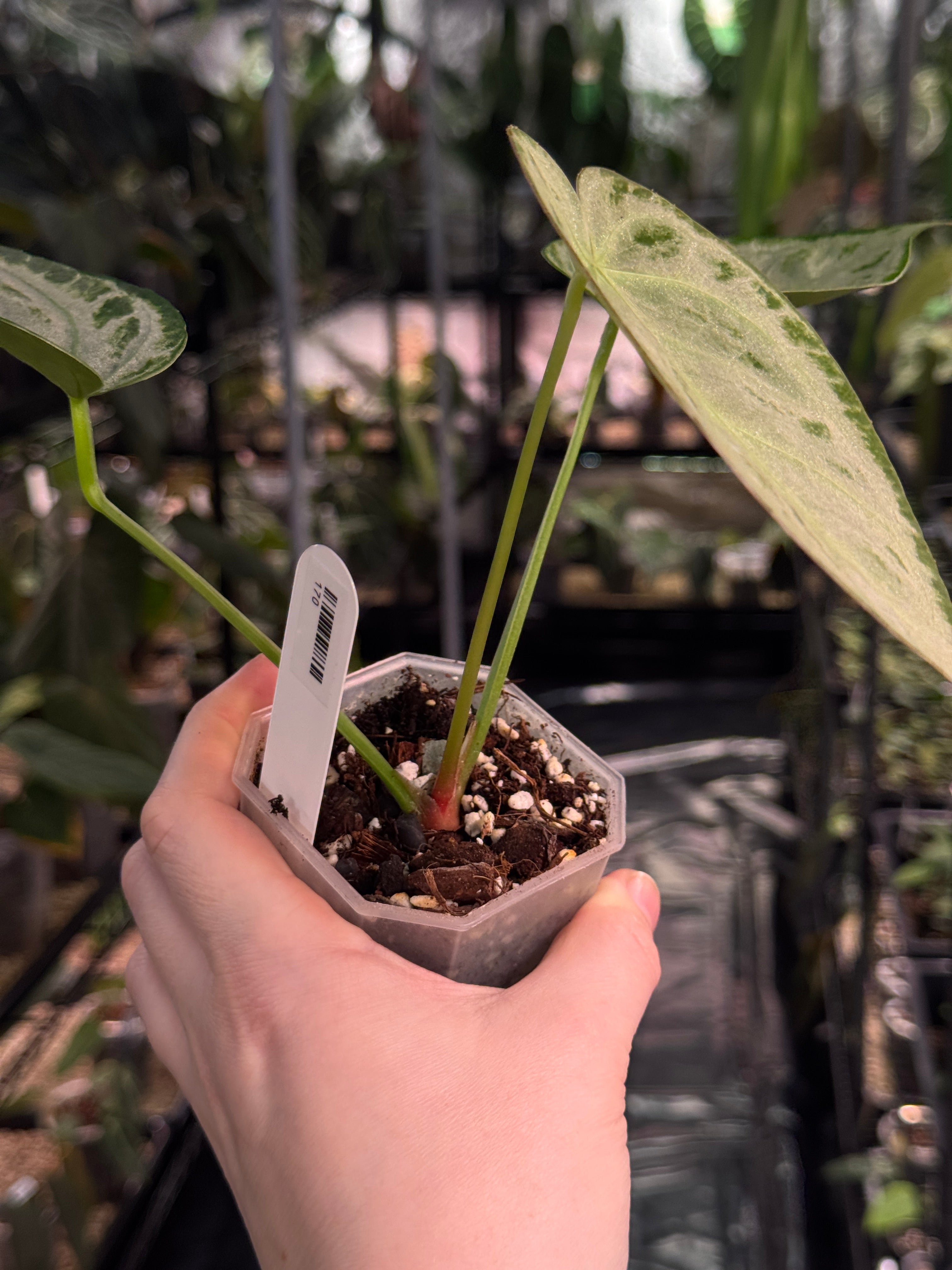 Anthurium 'Silver Blush' (Super Silver)
