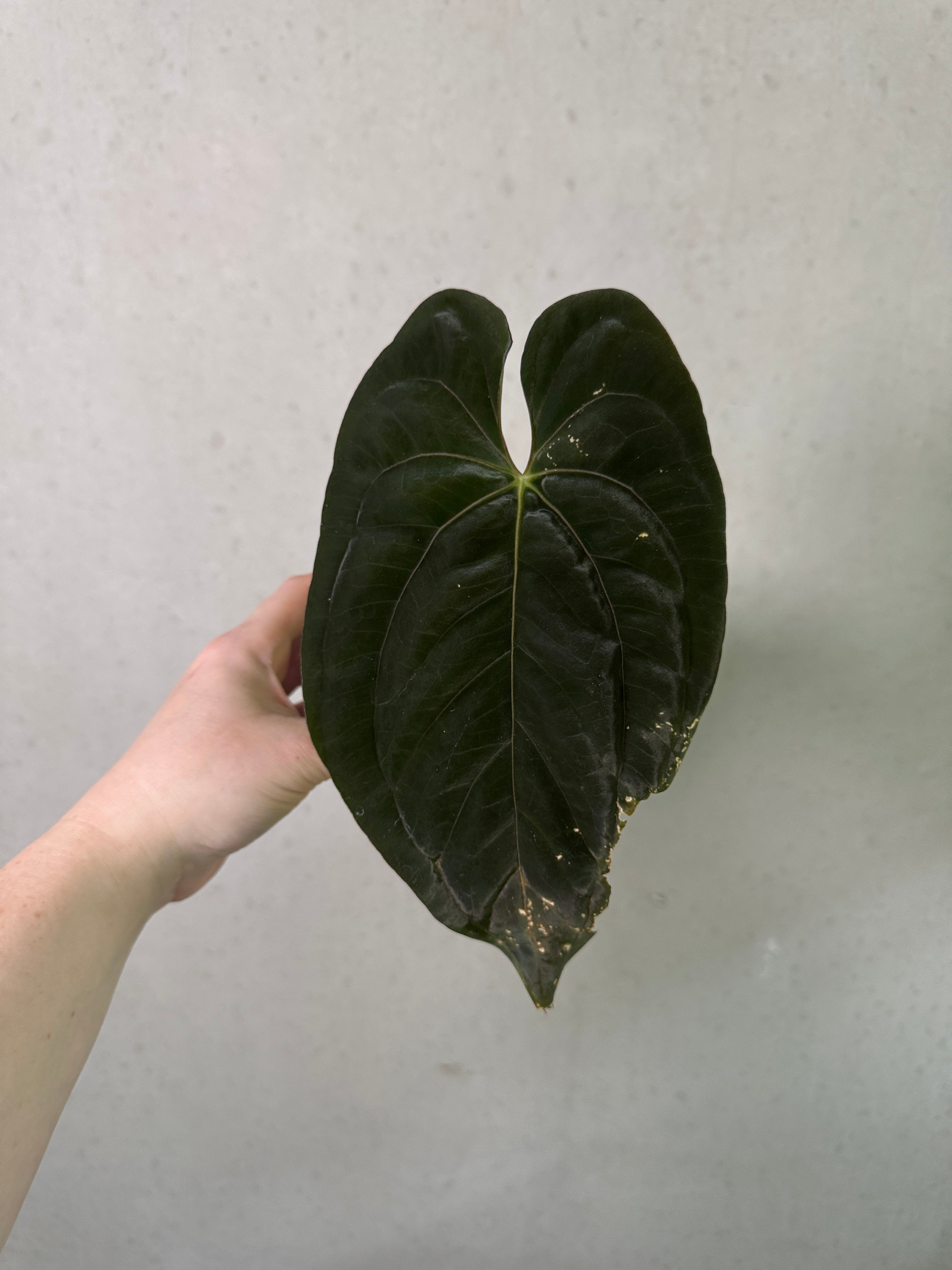Anthurium Dark Phoenix x Fort Sherman - Clone [Value Grade]