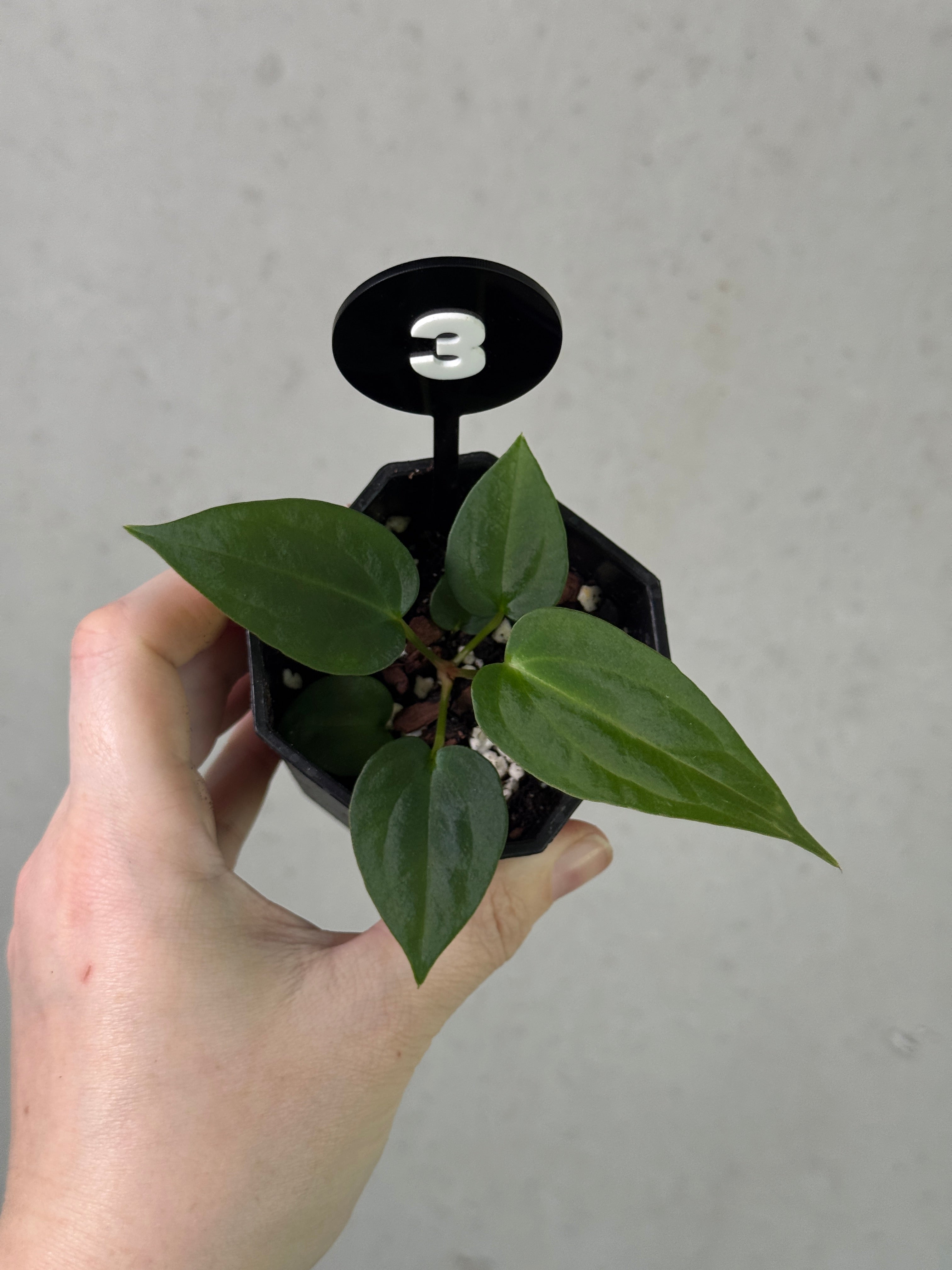 Crystallinaminum Anthurium sp. Nov DF plant with glossy green leaves and vibrant spathe, botanical cross of Papillilaminum and Dressleri.