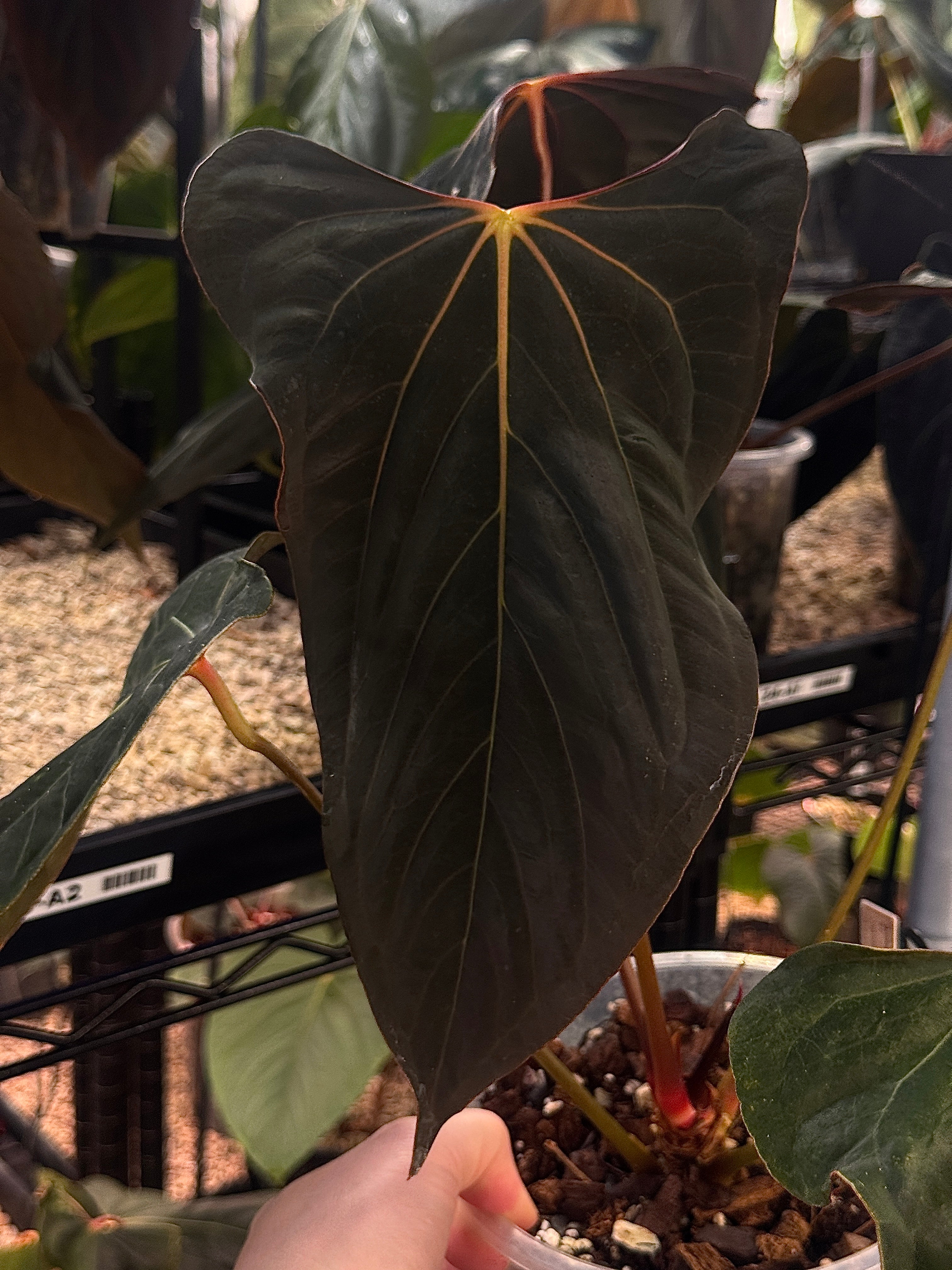 NFS: Anthurium Ralph Lynam S1