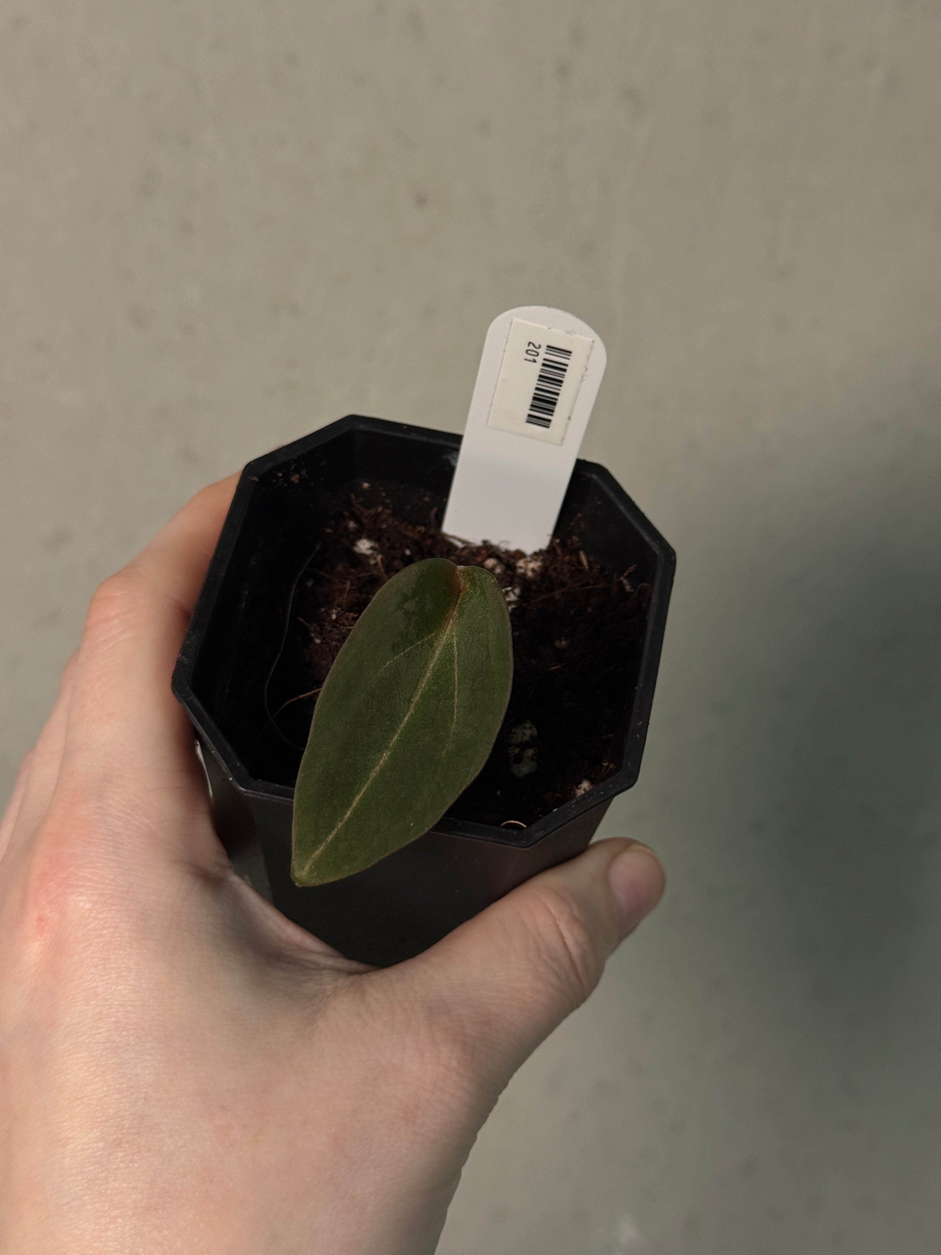 Anthurium 'Red Spider' - OG Clone