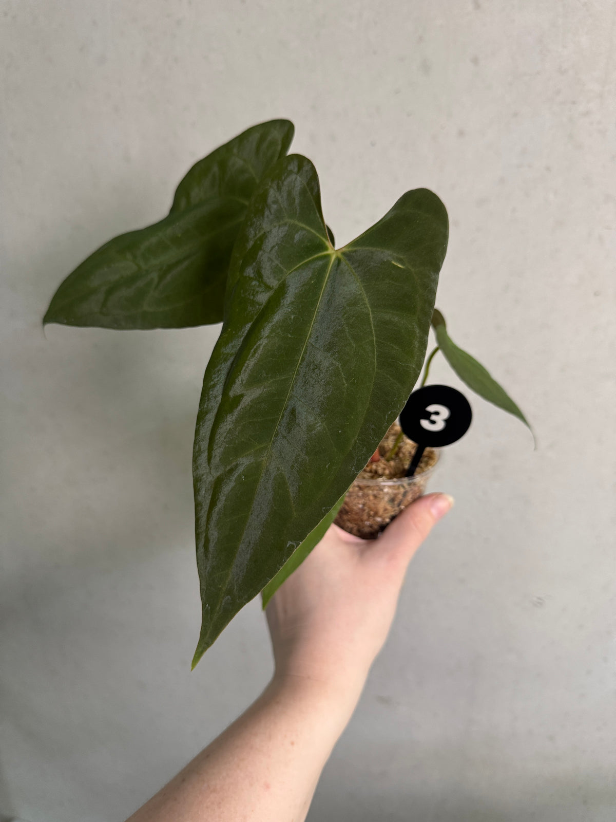 Smukhi Anthurium plant with lush green leaves, showcasing its vibrant, glossy foliage in a healthy, value-grade plant image.