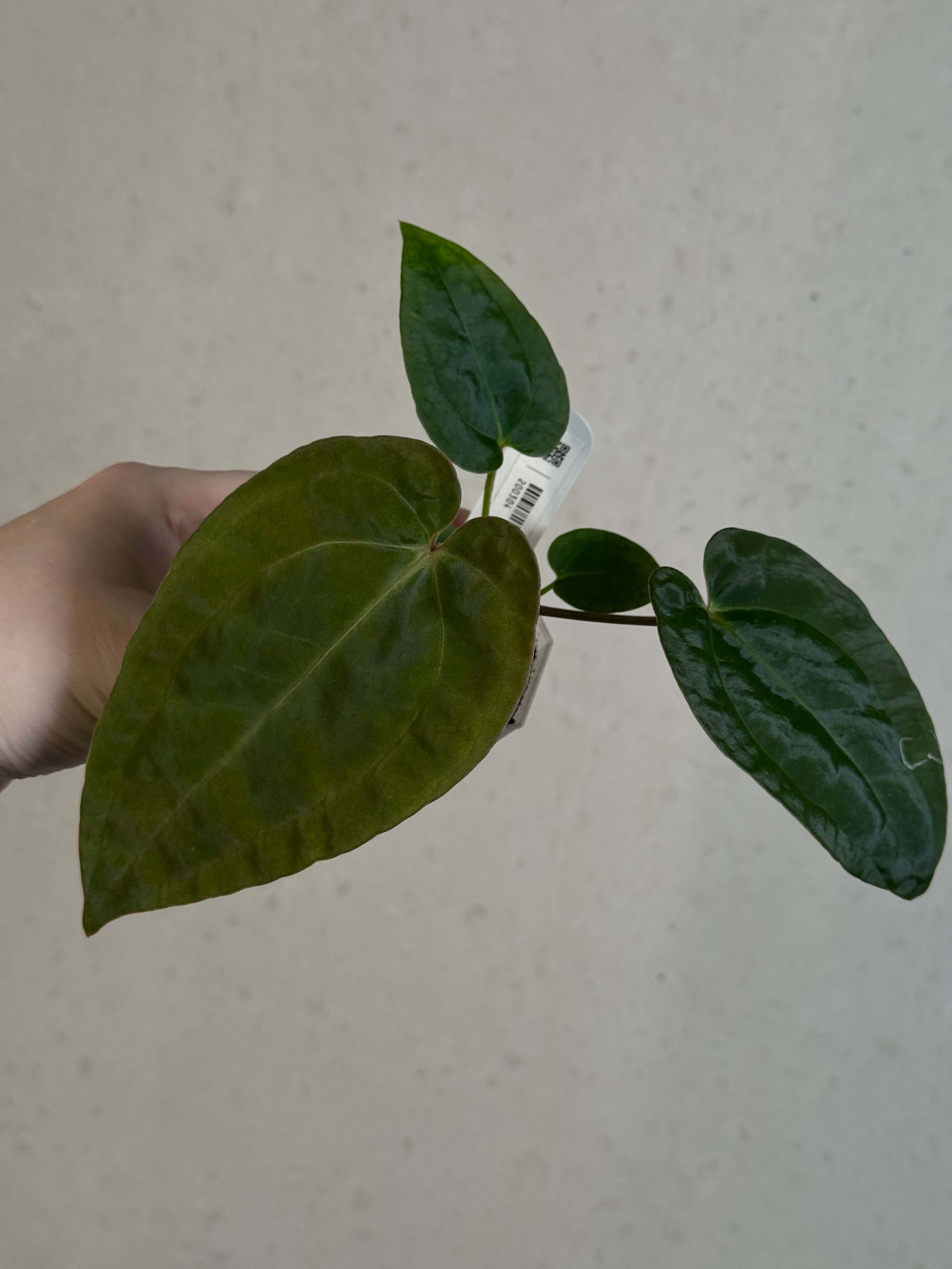 Anthurium Michelle x Papillilaminum ‘Guna Yala’