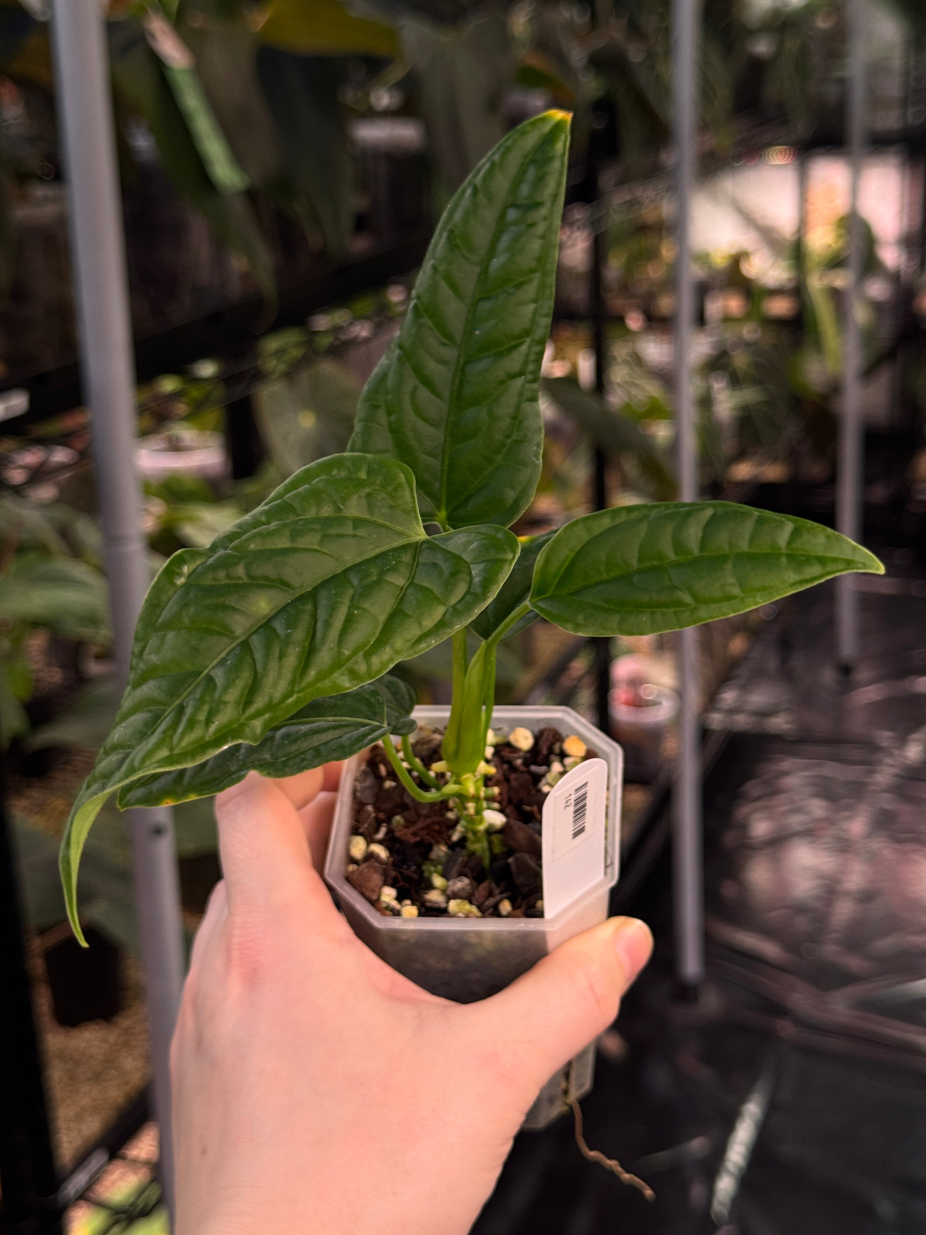 Anthurium Lapoanum S1