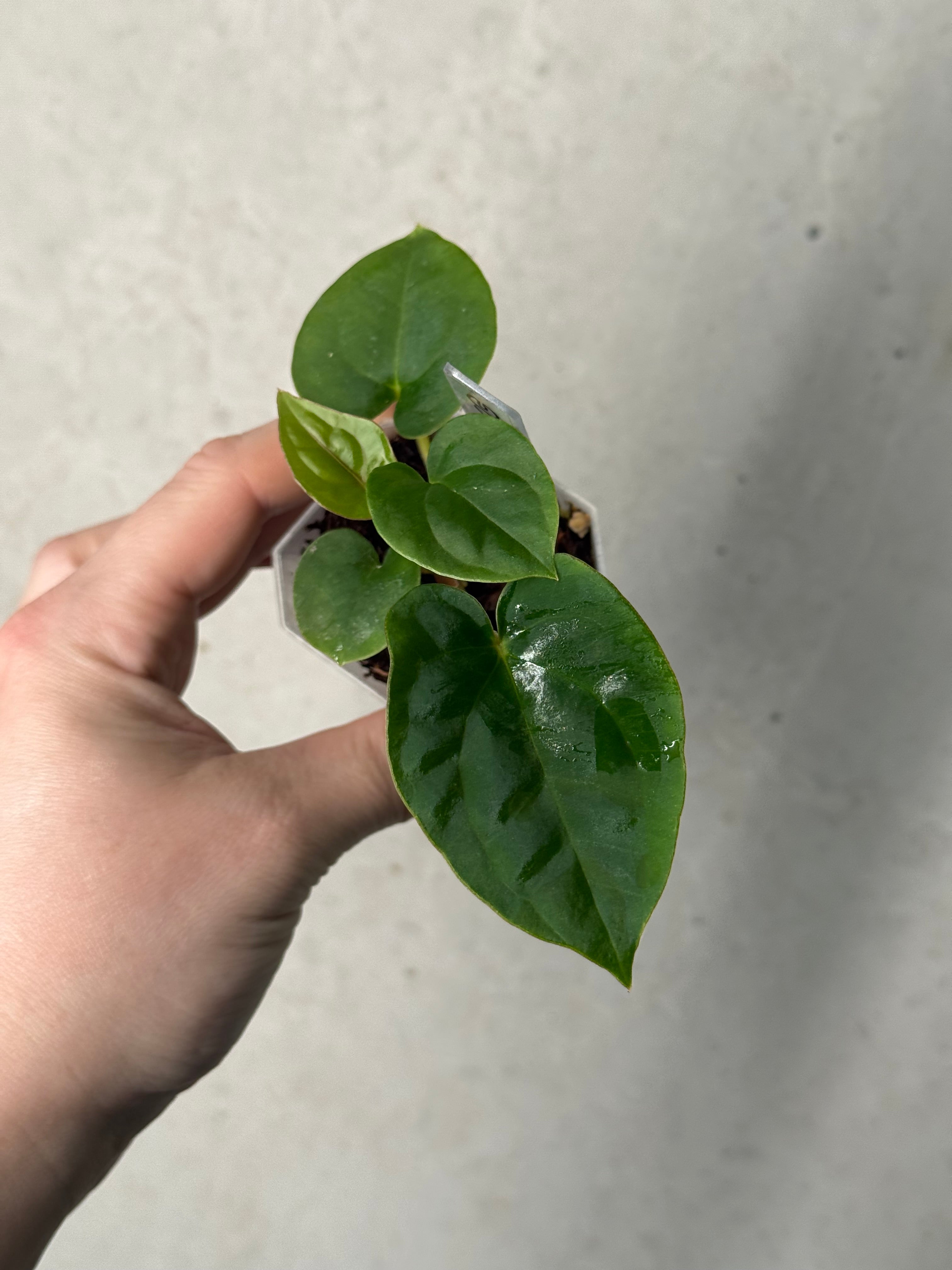 Anthurium Papillilaminum x Dressleri