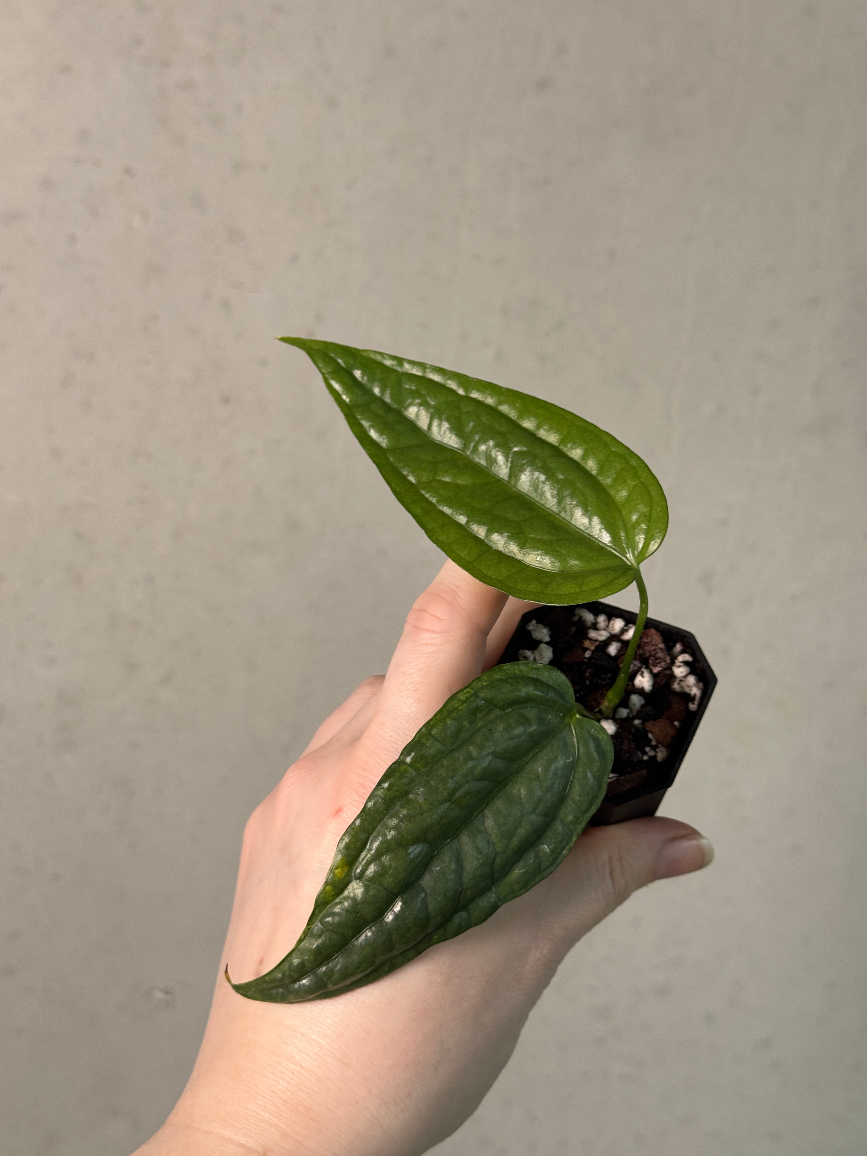 Anthurium sp. Limon
