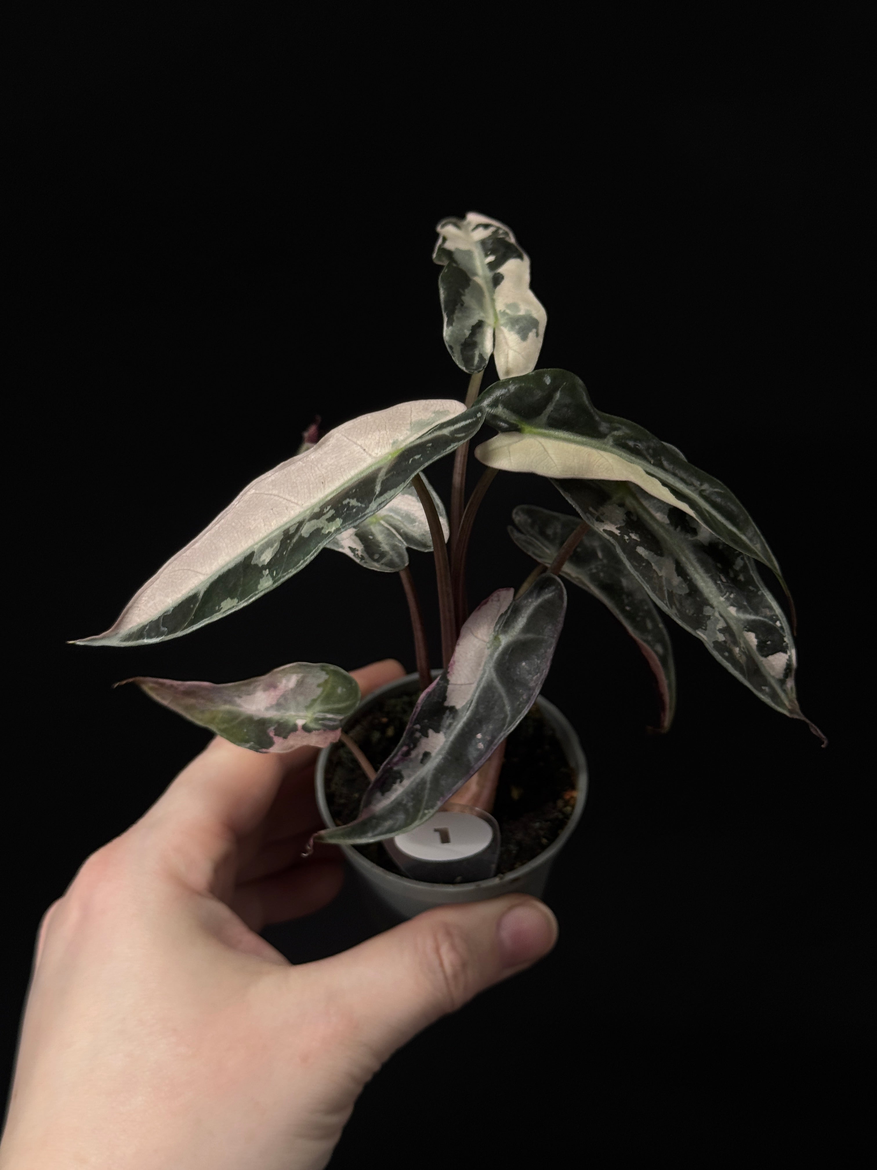 Alocasia Bambino Pink Variegata