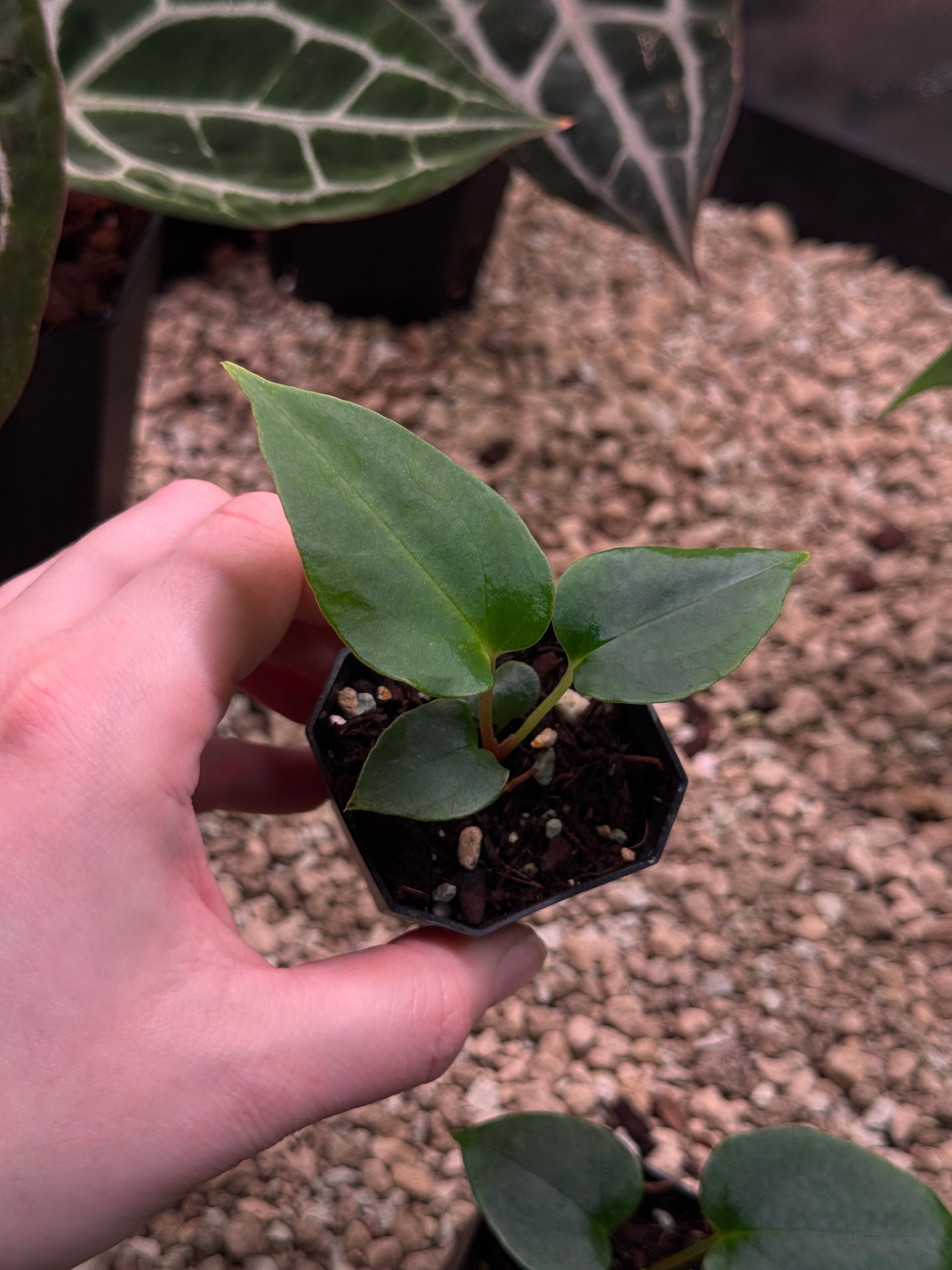 Anthurium Papillilaminum Ree Gardens x Ralph Lynam S1