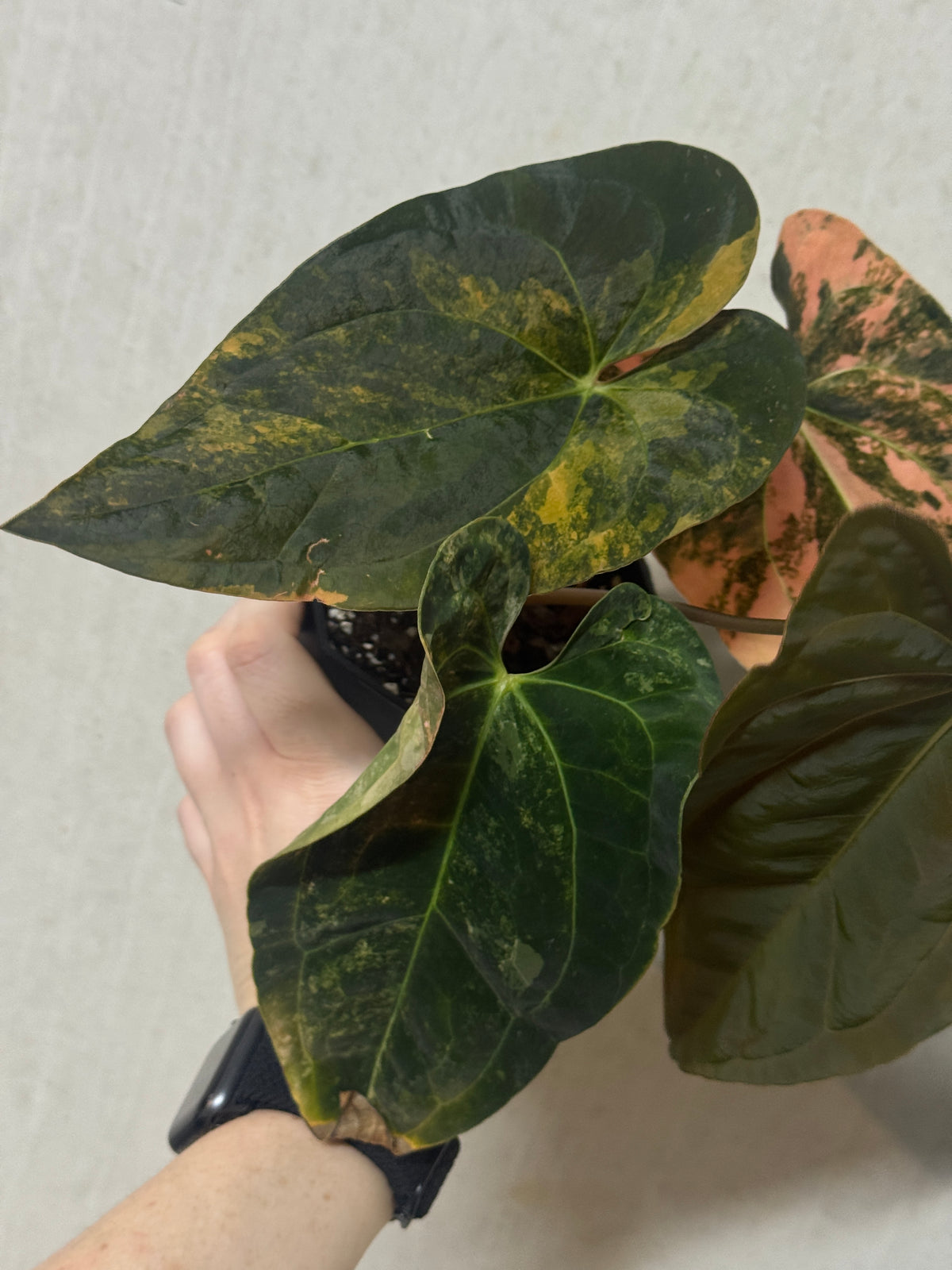 Anthurium papillilaminum variegata x Ralph Lynam plant with glossy variegated leaves, potted in a decorative container, by SMUKHI.