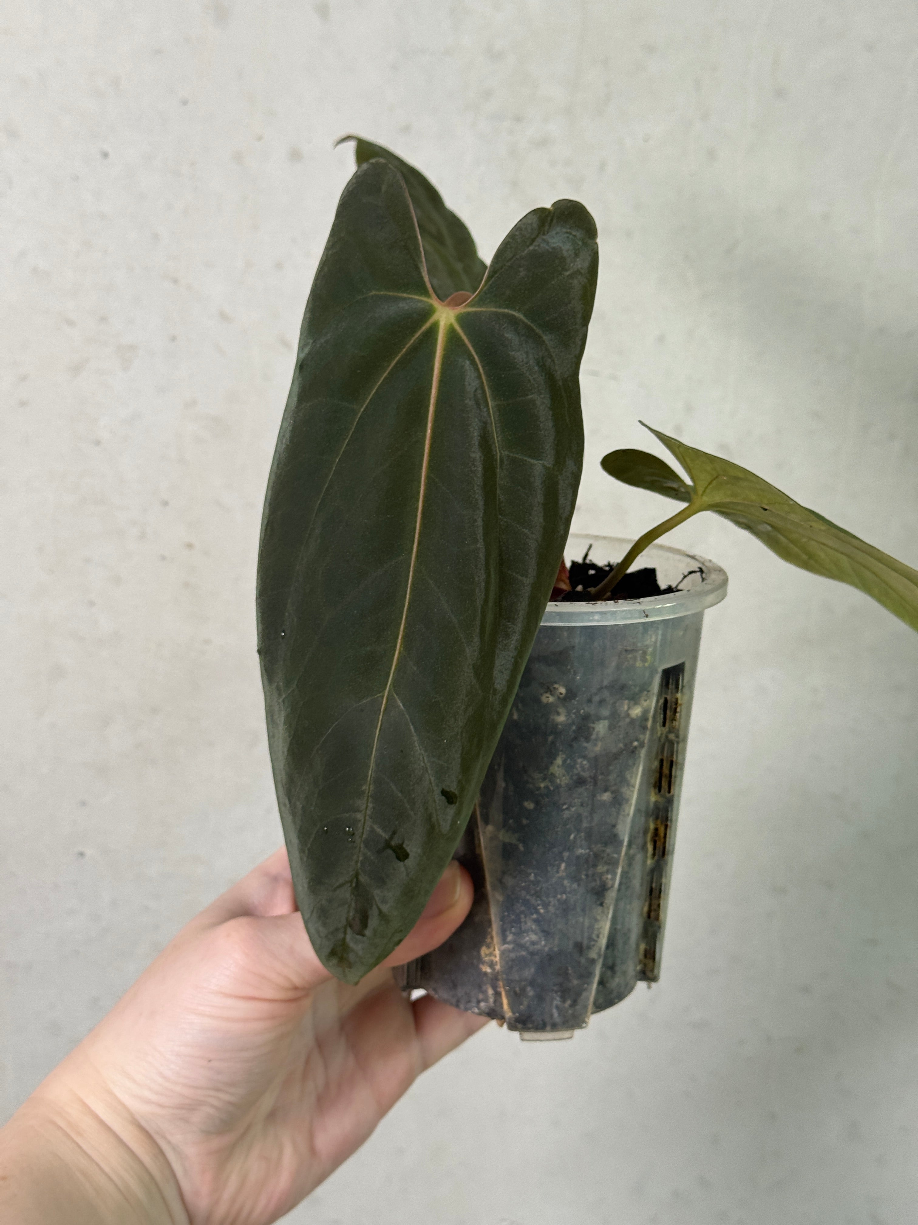 Anthurium Ralph Lynam x Fort Sherman S1 plant by Kartel Daun with vibrant green leaves and glossy foliage.