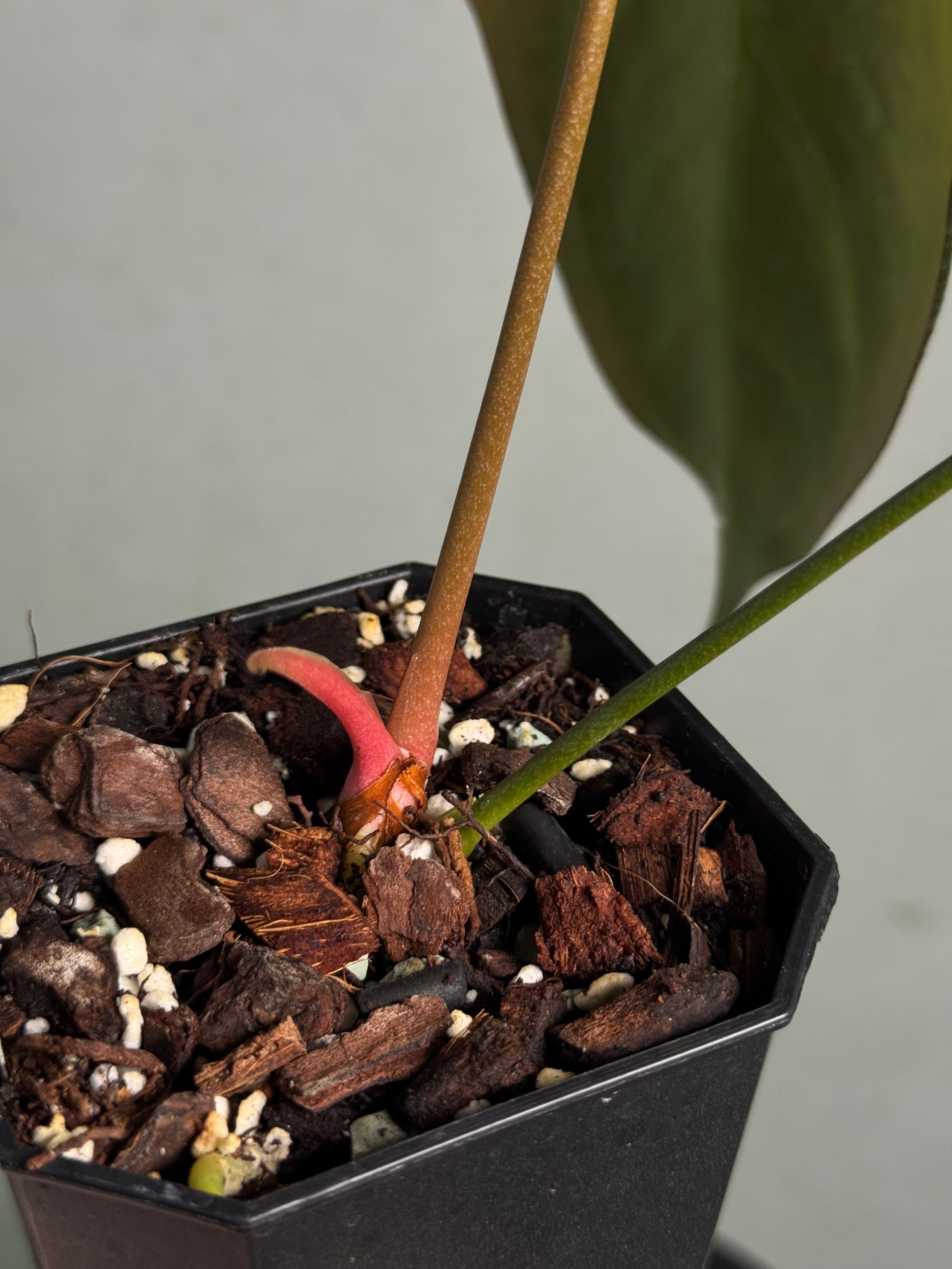 Anthurium Indo Portillae - Clone - SMUKHI