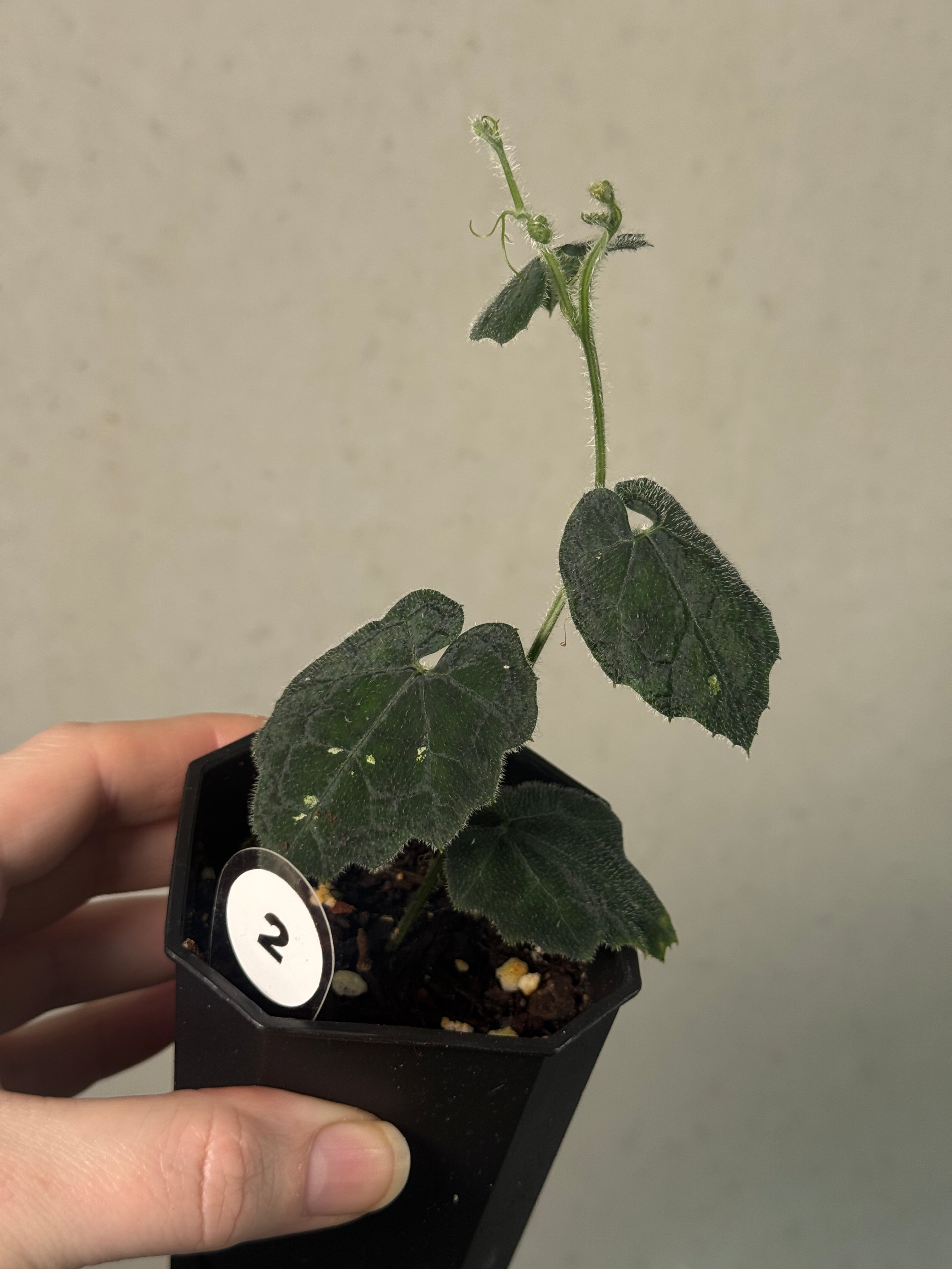 [Unknown species] - Climbing plant - SMUKHI