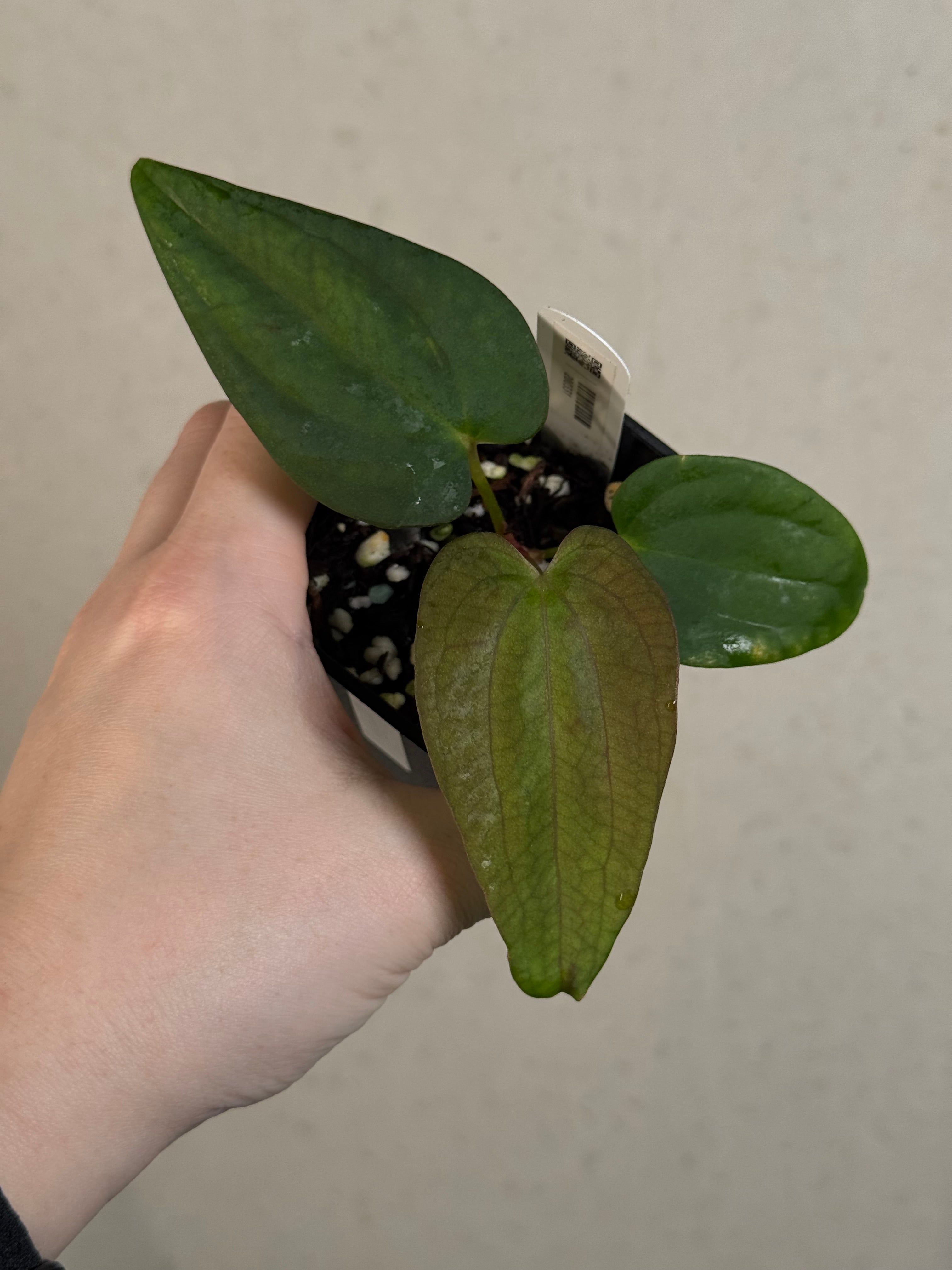 Anthurium sp. Nov DF x BVEP RA1 - Clone
